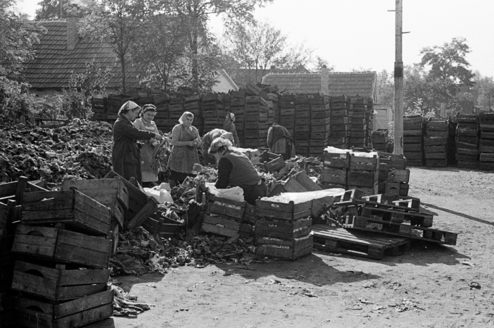 Hungary, 1966, Péterffy István, working woman, chest, vegetables, pallet, Fortepan #142444