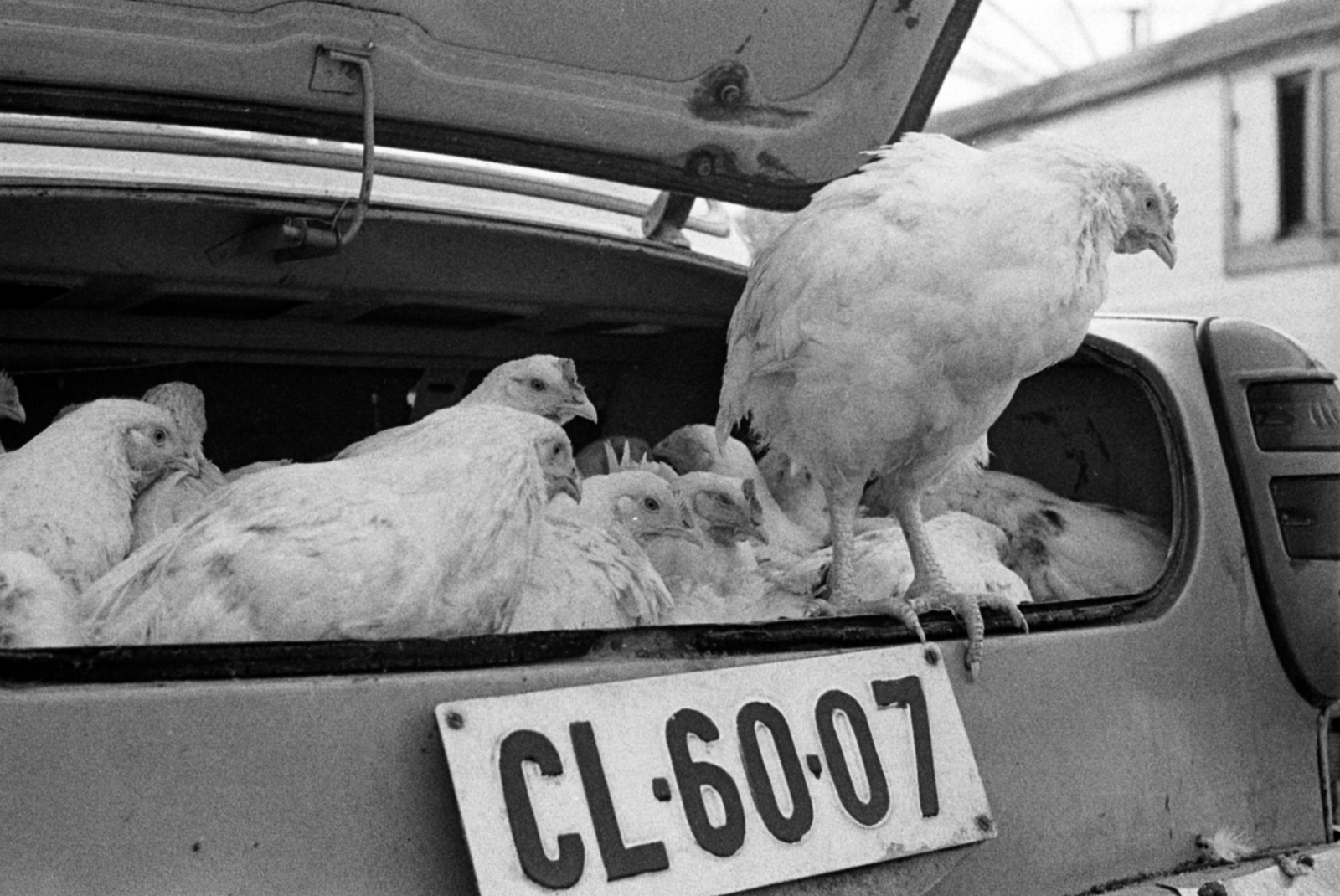 Magyarország, Monor, piac, csirkeárusítás egy Moszkvics típusú személygépkocsi csomagtartójából., 1969, Péterffy István, baromfi, rendszám, Fortepan #142463