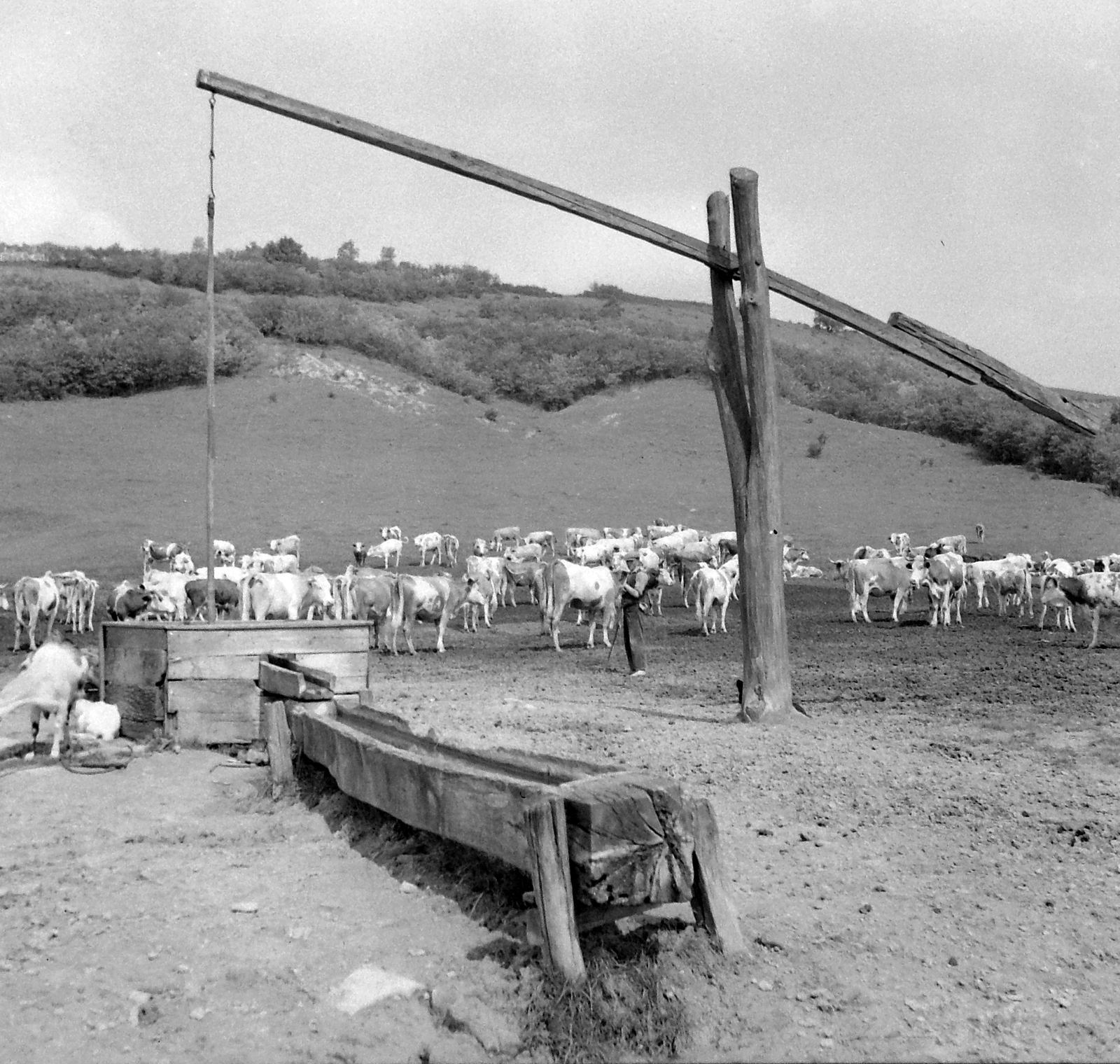 1938, Csontos Péter, well, cattle, shadoof, cattle herd, Fortepan #14269