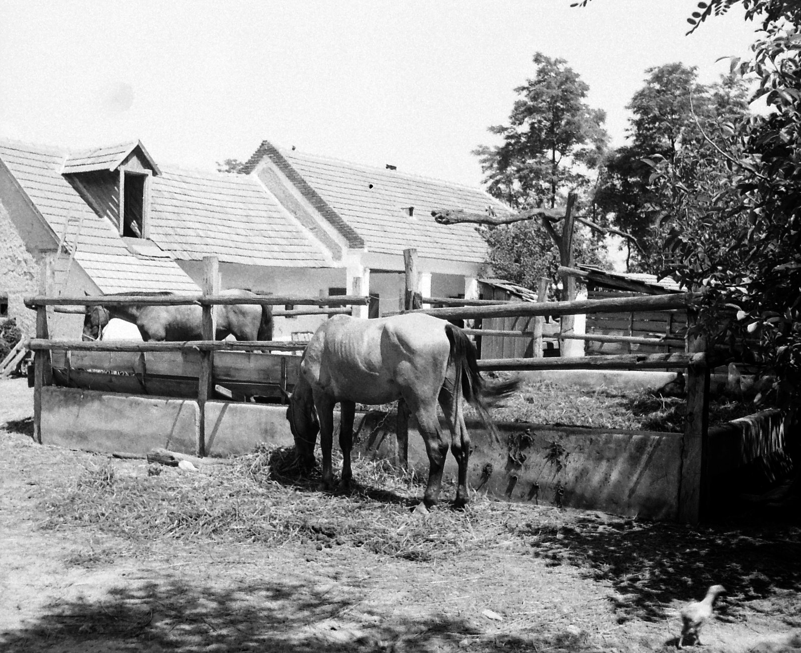 1942, Csontos Péter, horse, Fortepan #14274