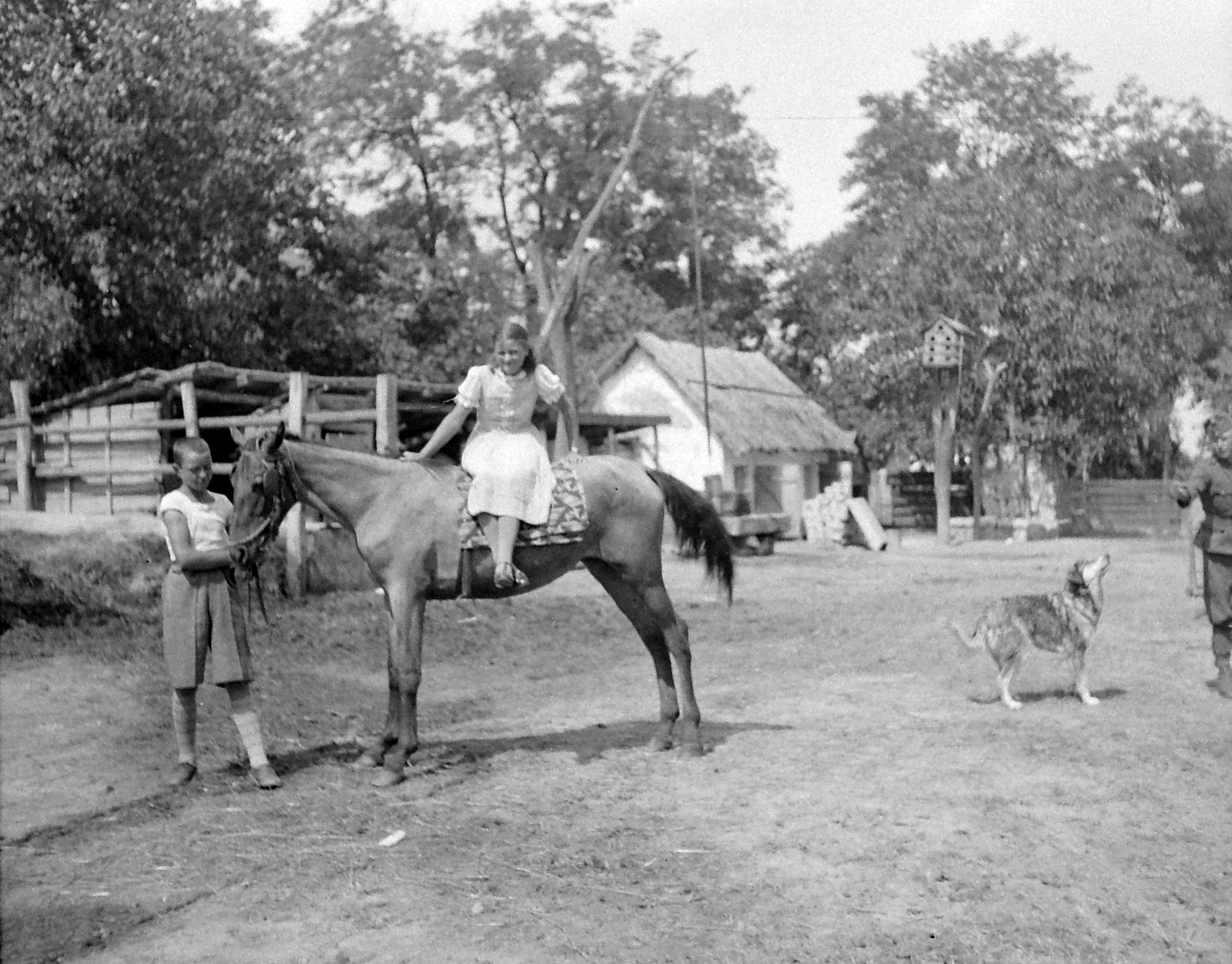 1938, Csontos Péter, dog, horse, Fortepan #14283