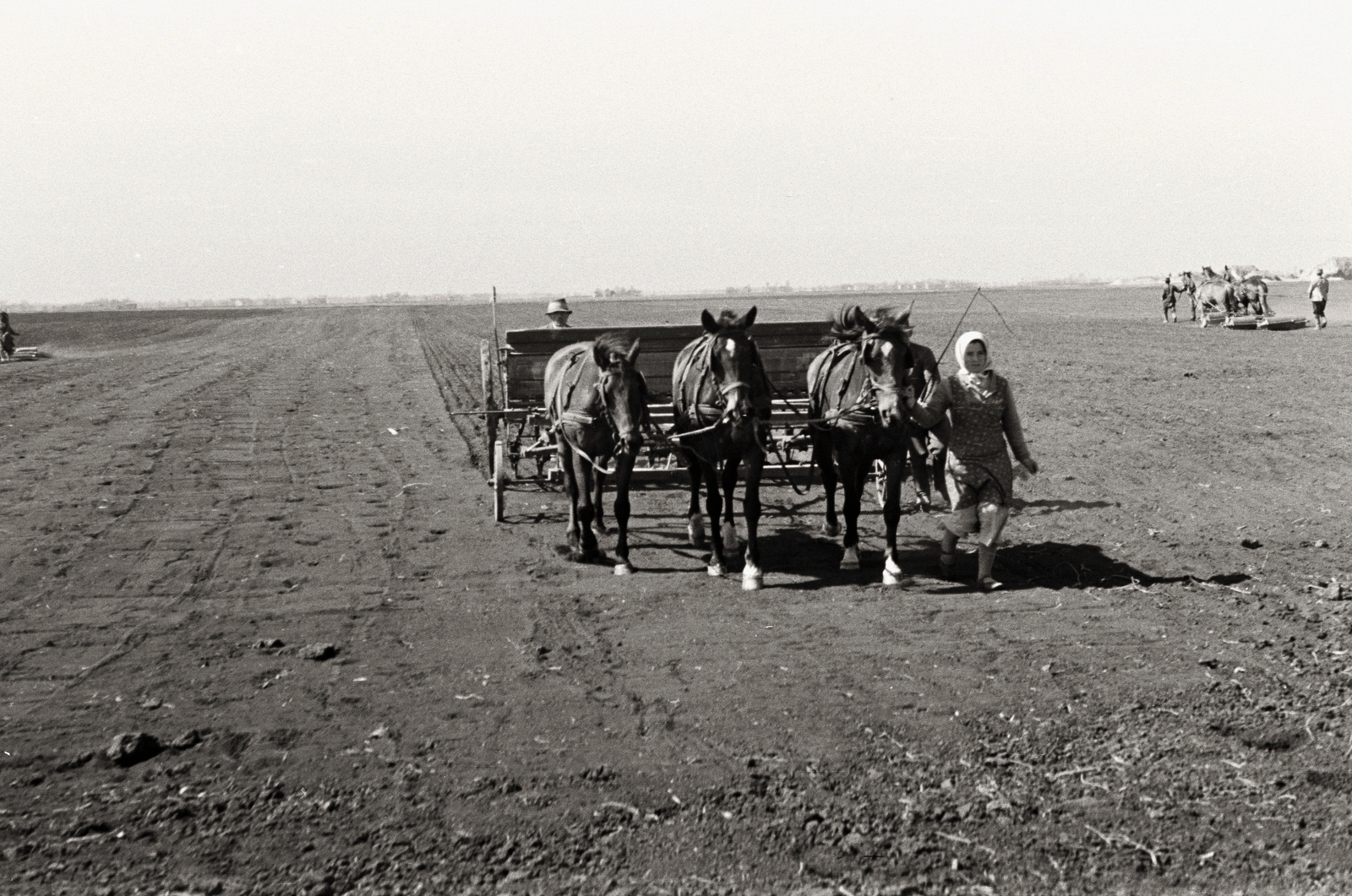 1936, Chuckyeager tumblr, mezőgazdaság, vetőgép, mezőgazdasági gép, Fortepan #142857