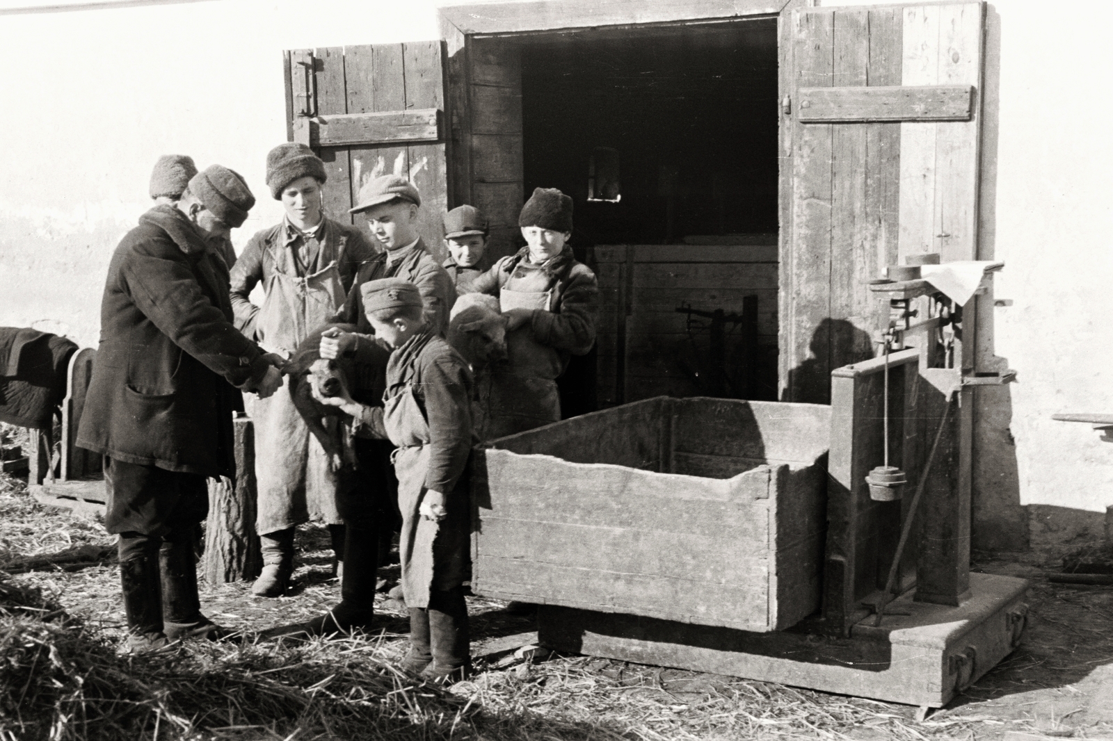 1936, Chuckyeager tumblr, sertés, mérleg, Fortepan #142860
