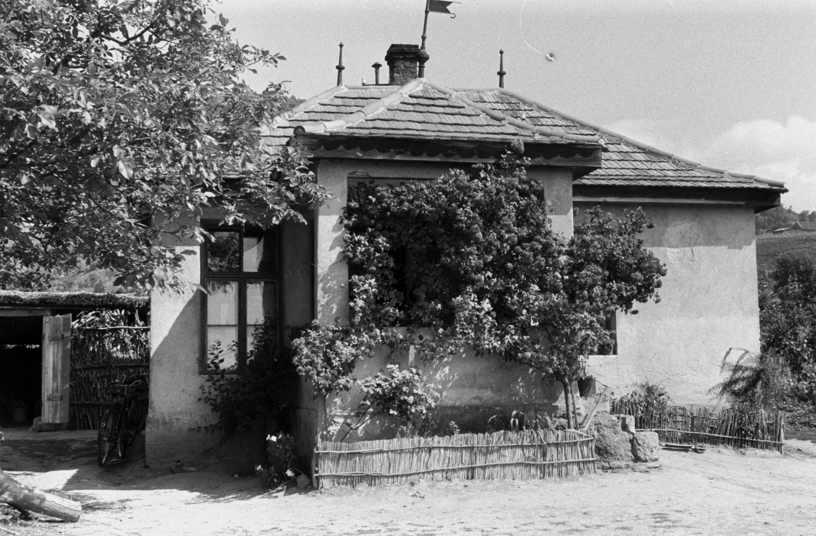 Magyarország,Balaton, Badacsonytomaj, 1954, Chuckyeager tumblr, szőlőtőke, diófa, ház, Fortepan #142963