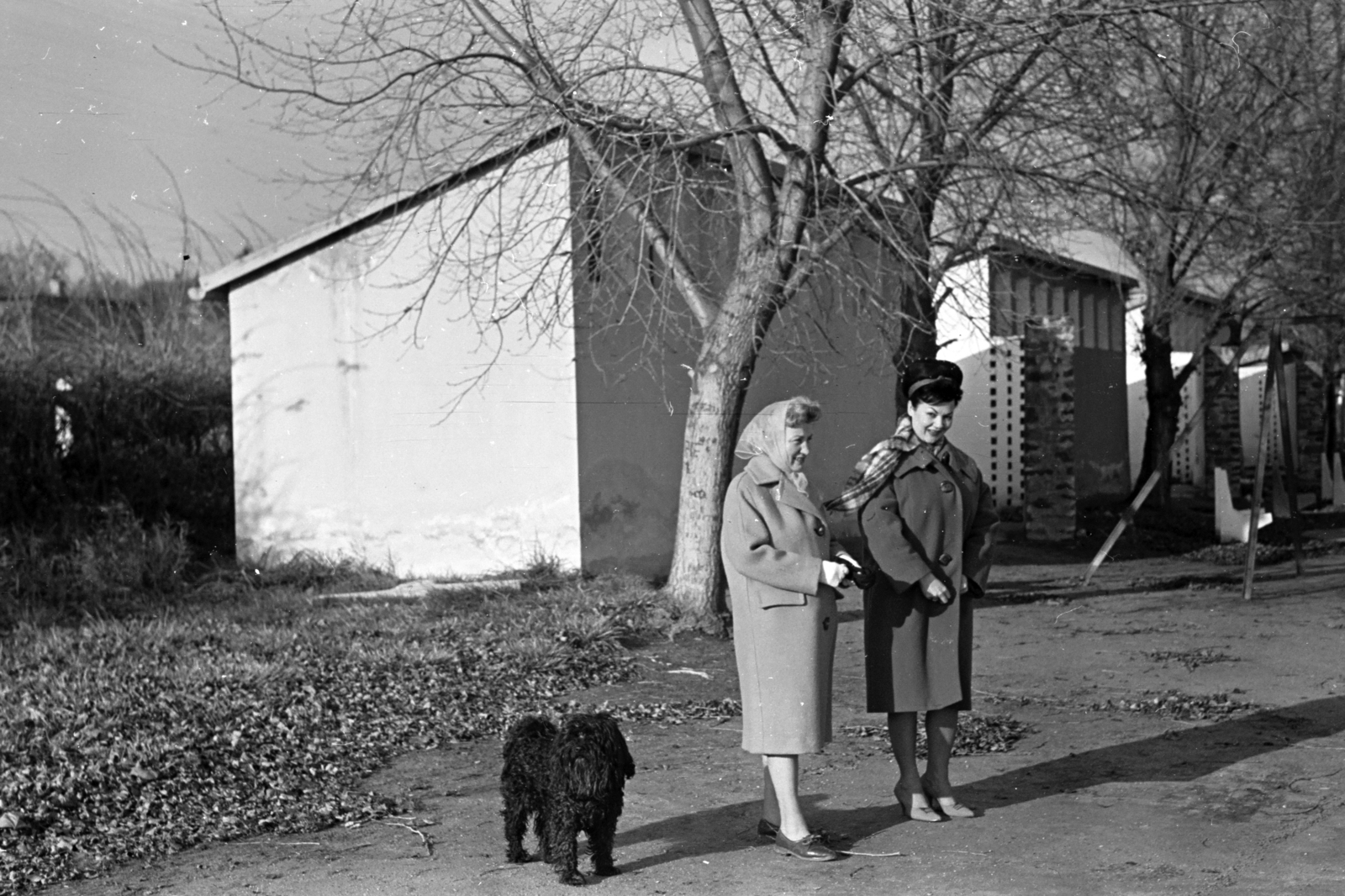 Hungary,Lake Balaton, Badacsonytomaj, 1959, Chuckyeager tumblr, dog, Fortepan #142975