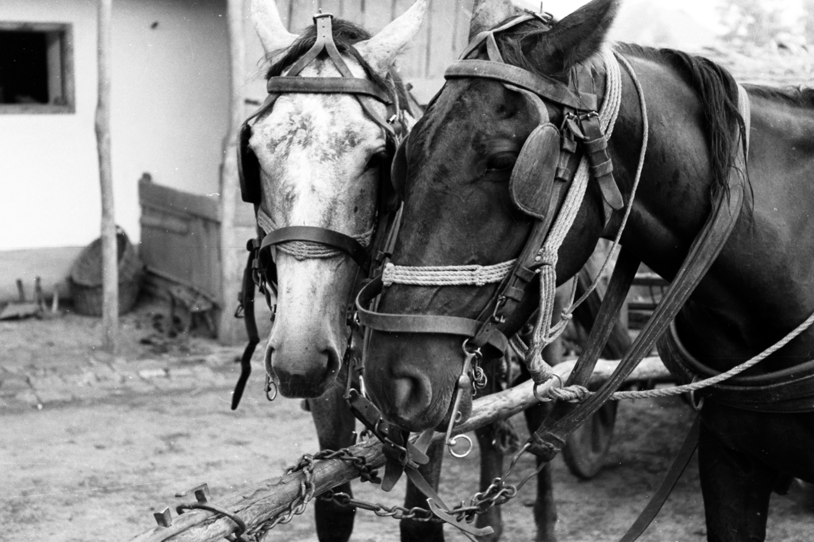 1960, Chuckyeager tumblr, saddle, horse, Fortepan #143243