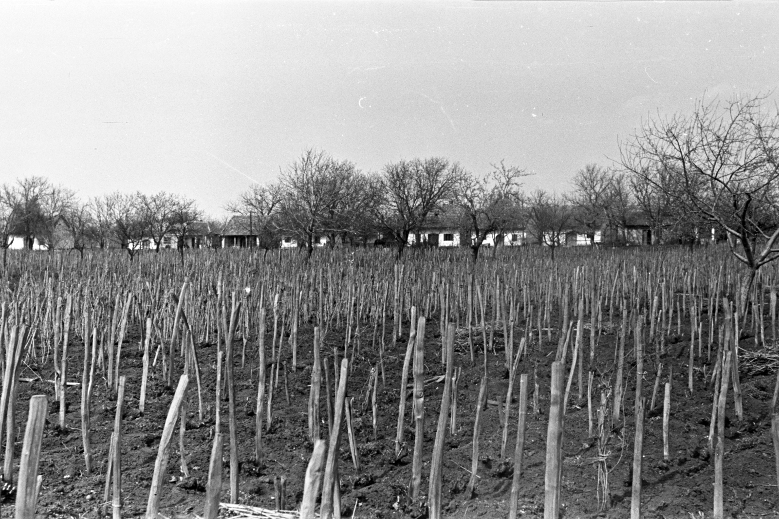 1960, Chuckyeager tumblr, szőlőtőke, Fortepan #143261