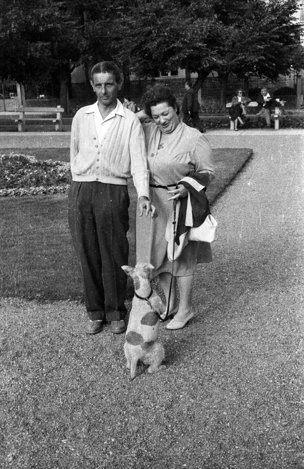 1959, Szent-tamási Mihály, dog, bench, leash, flower bed, walking the dog, Fortepan #14409