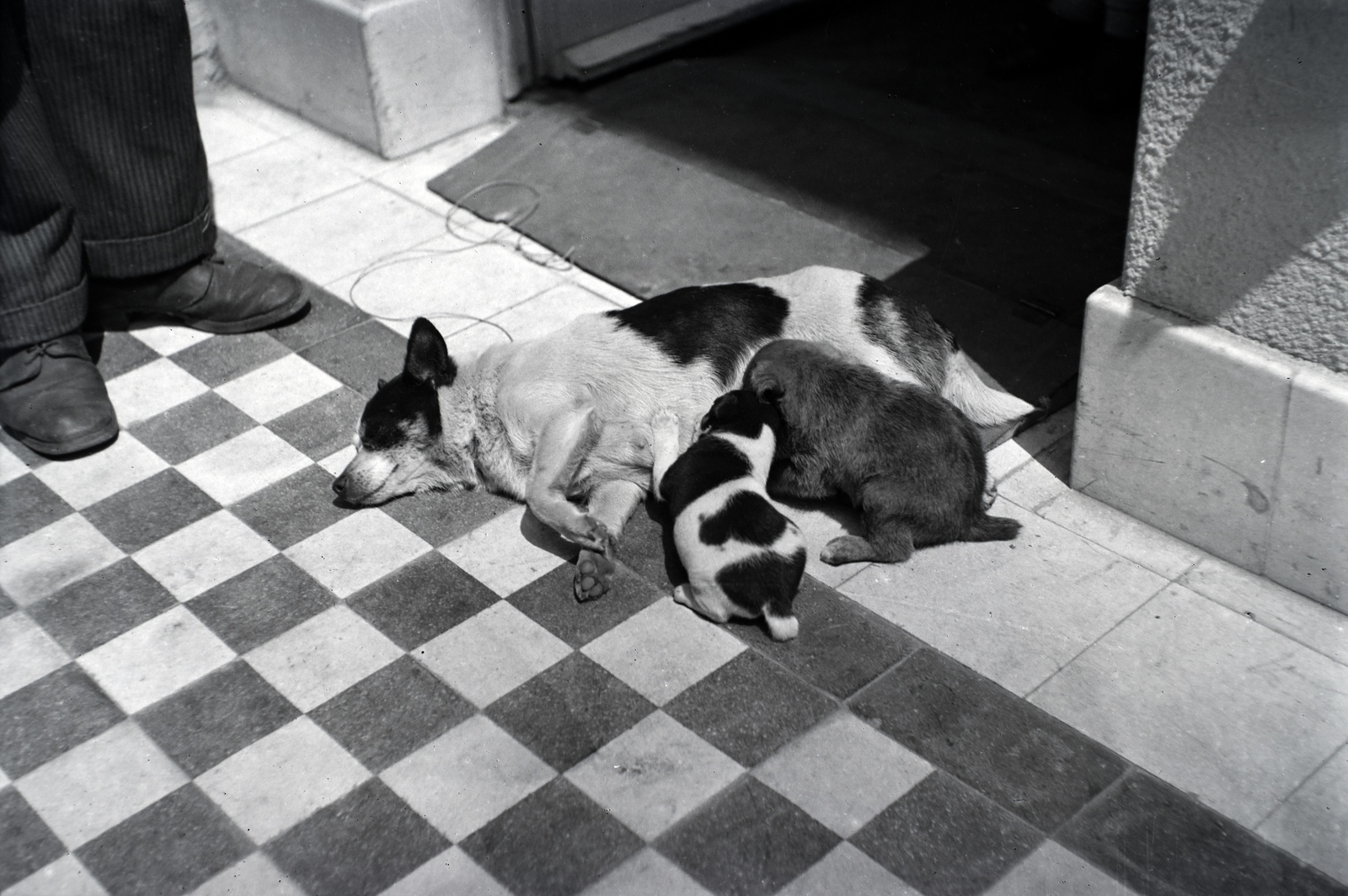 1938, Sattler Katalin, dog, puppy, Fortepan #146270