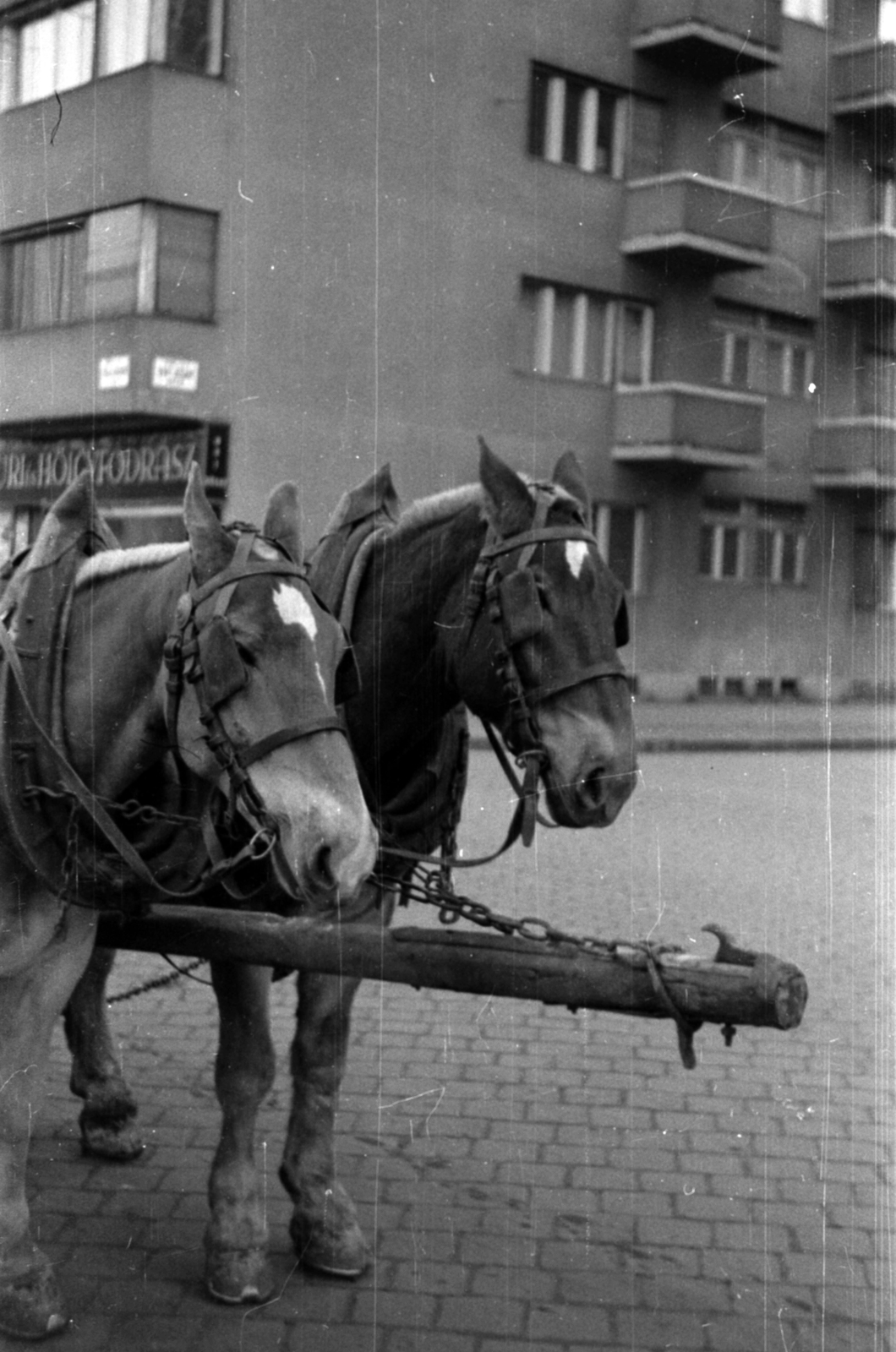 Hungary, Budapest VIII., a II. János Pál pápa (Tisza Kálmán) tér déli oldala, szemben Vay Ádám utca., 1943, Barbjerik Ferenc, Budapest, horse, Fortepan #148292