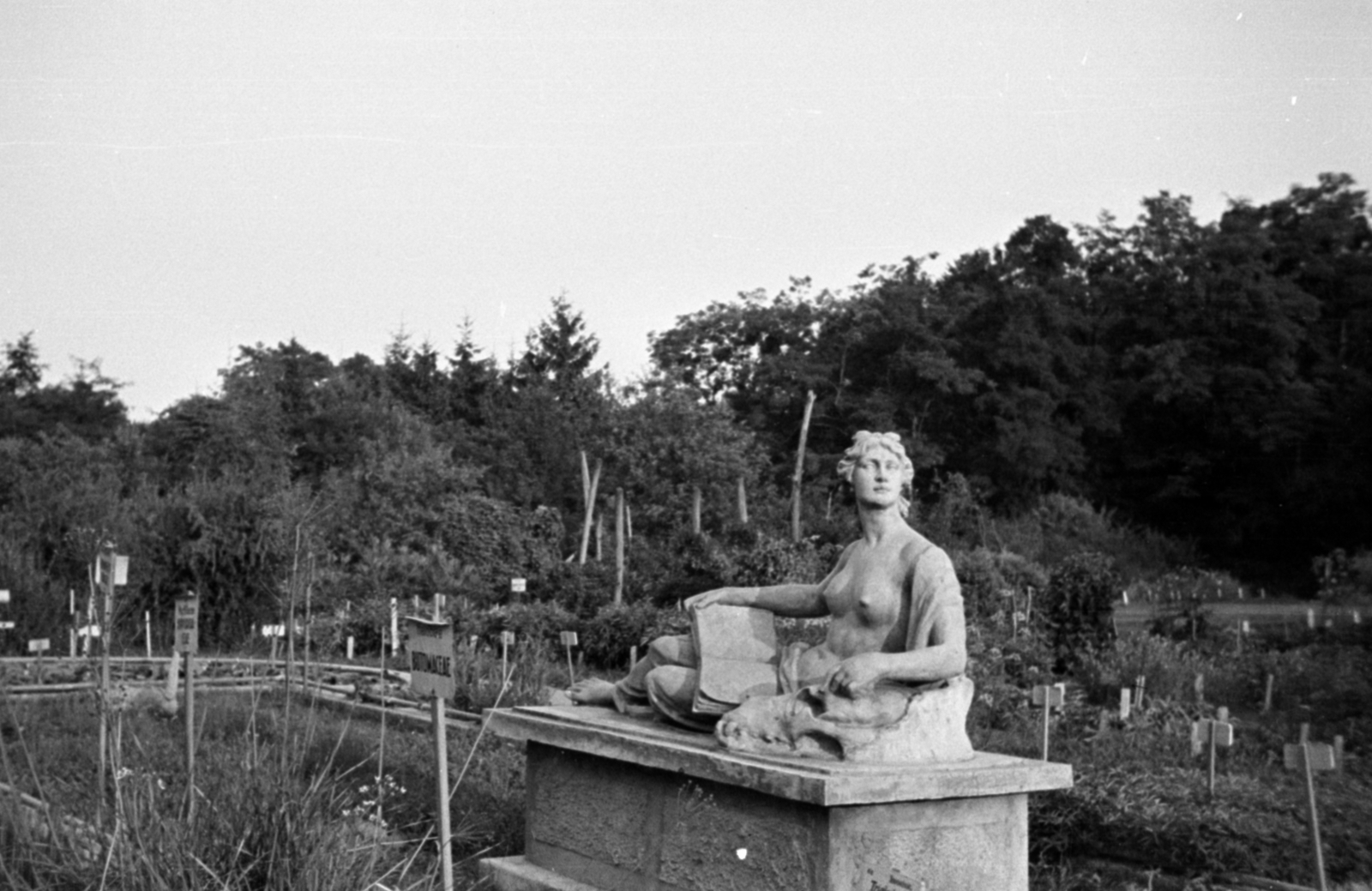 Romania,Transylvania, Cluj-Napoca, Füvészkert., 1942, Barbjerik Ferenc, nude figure, Fortepan #148309