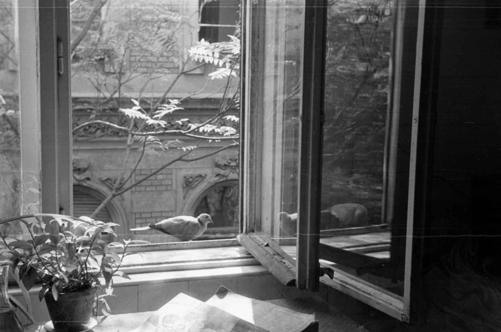 Hungary, Budapest VI., Andrássy (Sztálin) út 101., MÚOSZ székház. Az ablakon át a Bajza utca 31. látszik., 1955, Barbjerik Ferenc, Budapest, window, dove, Fortepan #148396