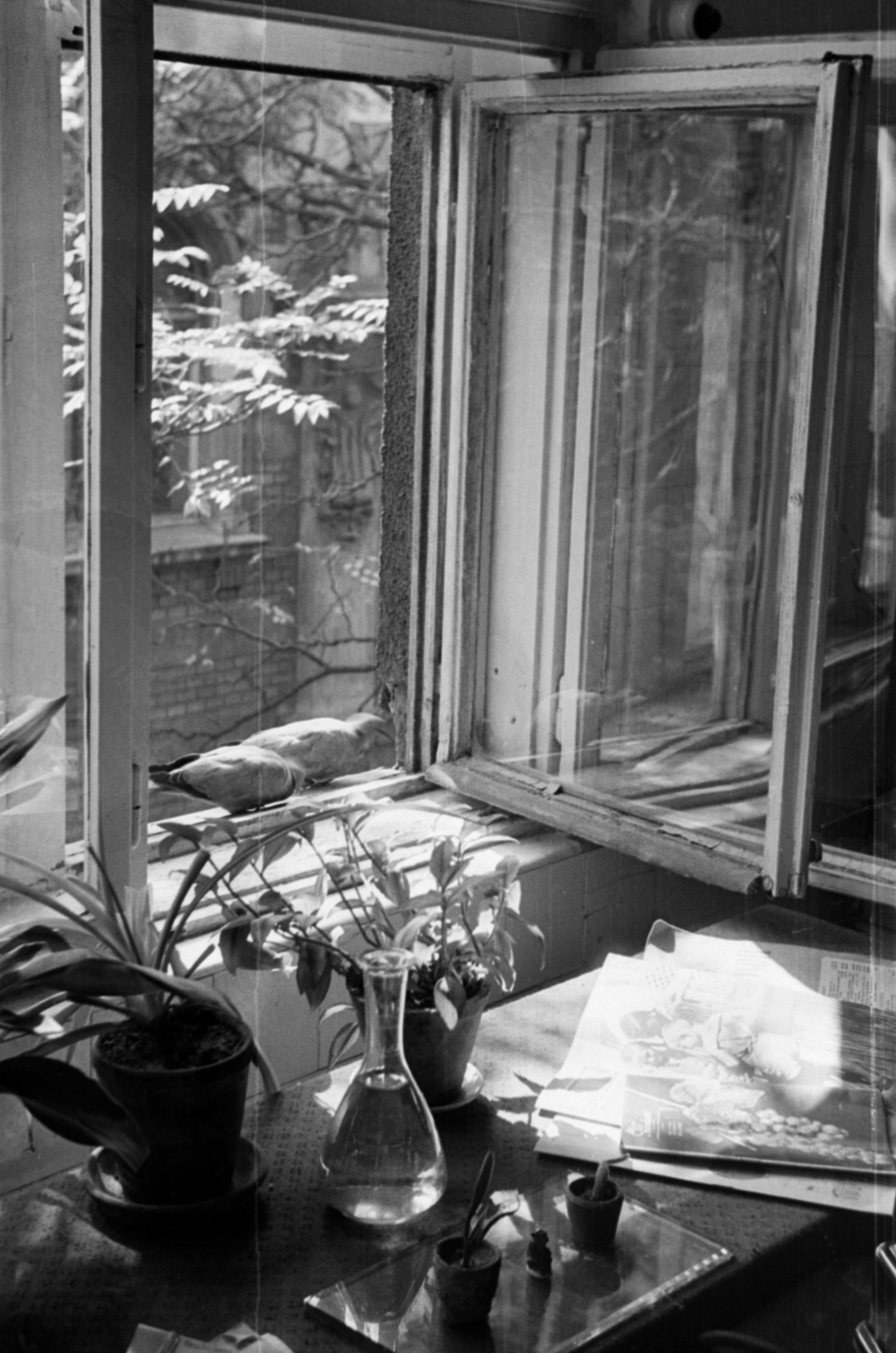 Hungary, Budapest VI., Andrássy (Sztálin) út 101., MÚOSZ székház. Az ablakon át a Bajza utca 31. látszik., 1955, Barbjerik Ferenc, Budapest, window, dove, flask, Fortepan #148397