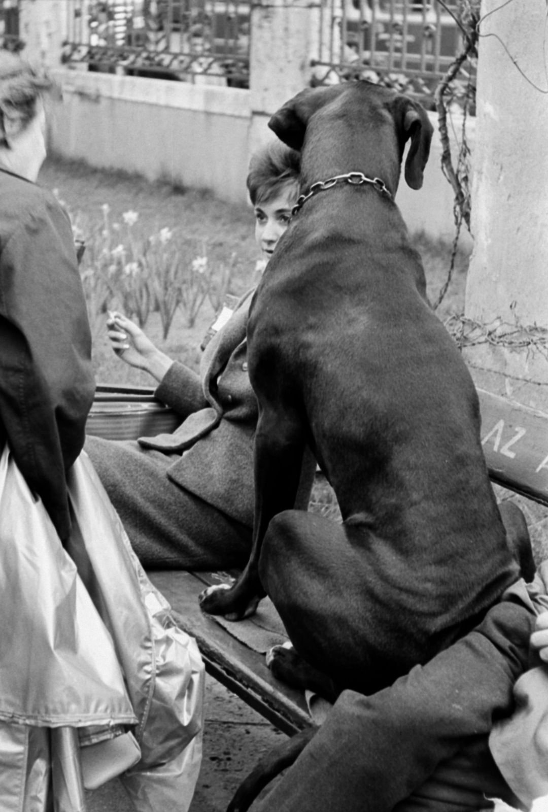 Magyarország, Városliget,Állatkert, Budapest XIV., a felvétel a MEOE Országos Kutyakiállítása alkalmával készült, háttérben a Dózsa György út felőli kerítés látszik., 1964, Barbjerik Ferenc, kutya, Budapest, Fortepan #148817