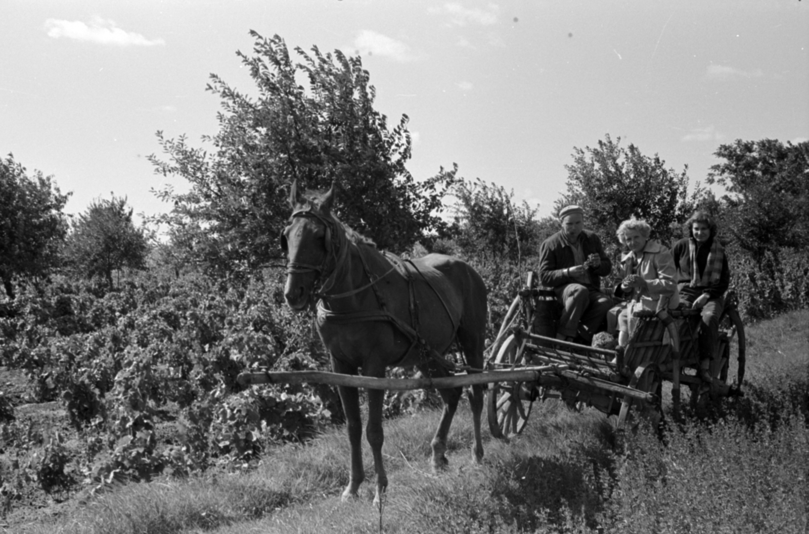 1957, Fortepan/Album027, szekér, szőlőtőke, Fortepan #148992