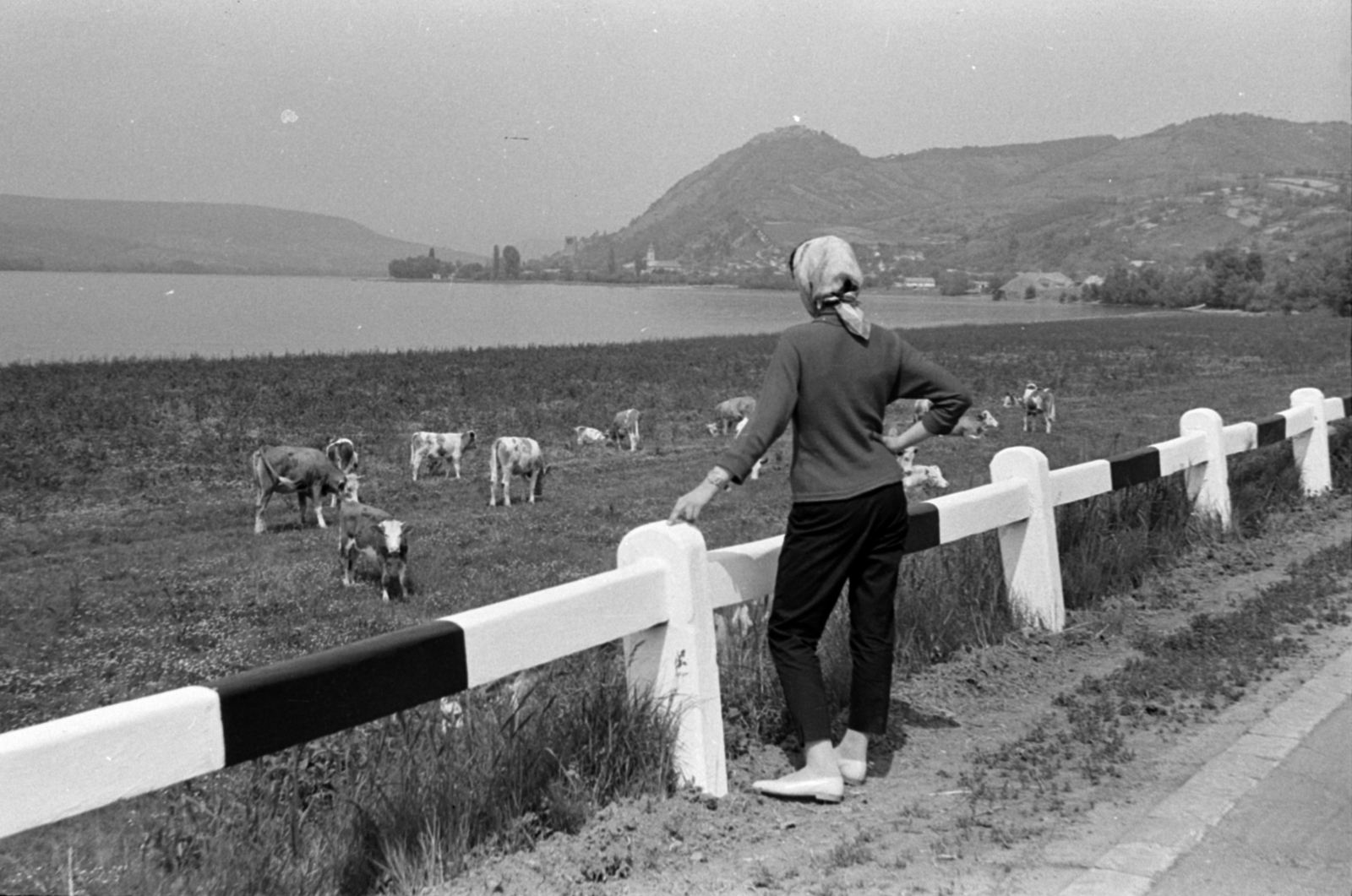 Hungary,Danube Bend, Visegrád, látkép Dömös felől., 1958, Fortepan/Album027, road railings, cattle, Fortepan #149028