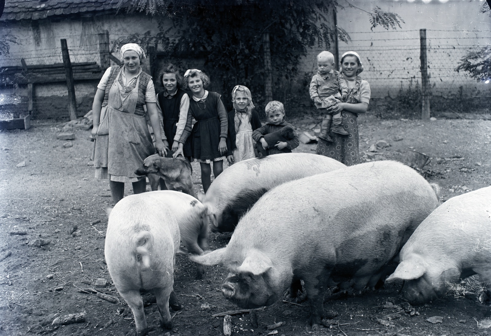 1955, Tóth Árpád, pig, hold in arms, height chart, puppy, dog, Fortepan #149349