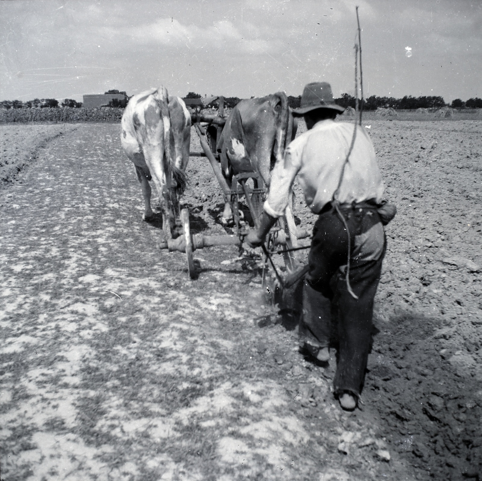 1942, Tóth Árpád, talajművelés, mezítláb, ökörfogat, Fortepan #149381