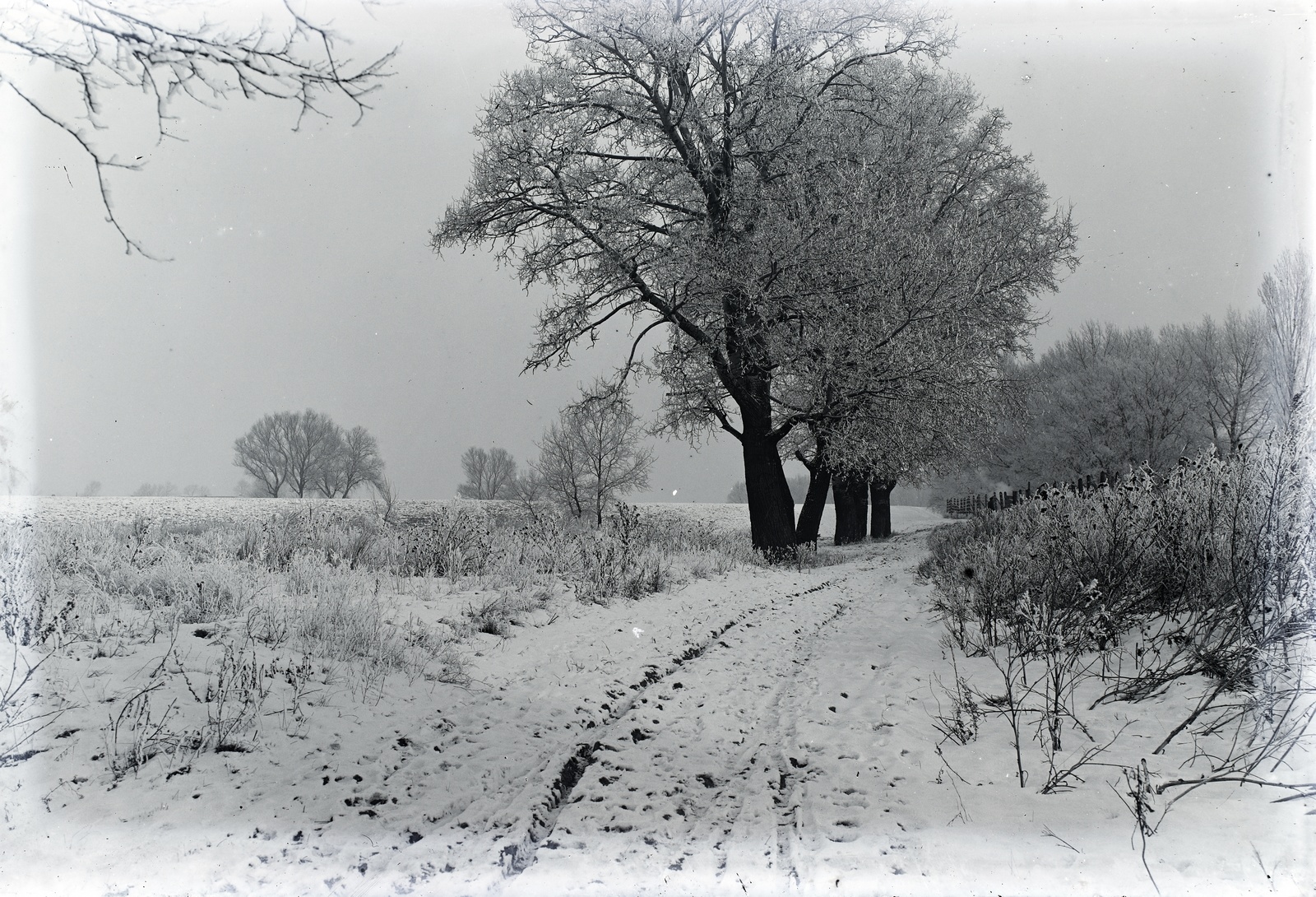 1916, Tóth Árpád, winter, snow, frost, Fortepan #149390