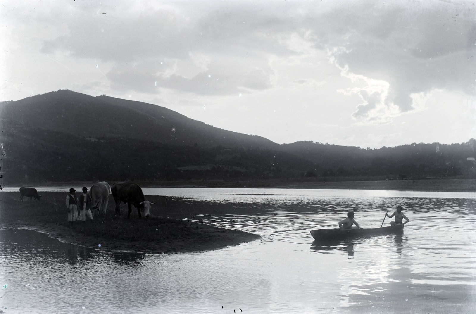 Ukraine,Zakarpattia Oblast, Királyháza, Tisza-part, szemben Alsóveresmart., 1912, Tóth Árpád, river, cattle, Fortepan #149414