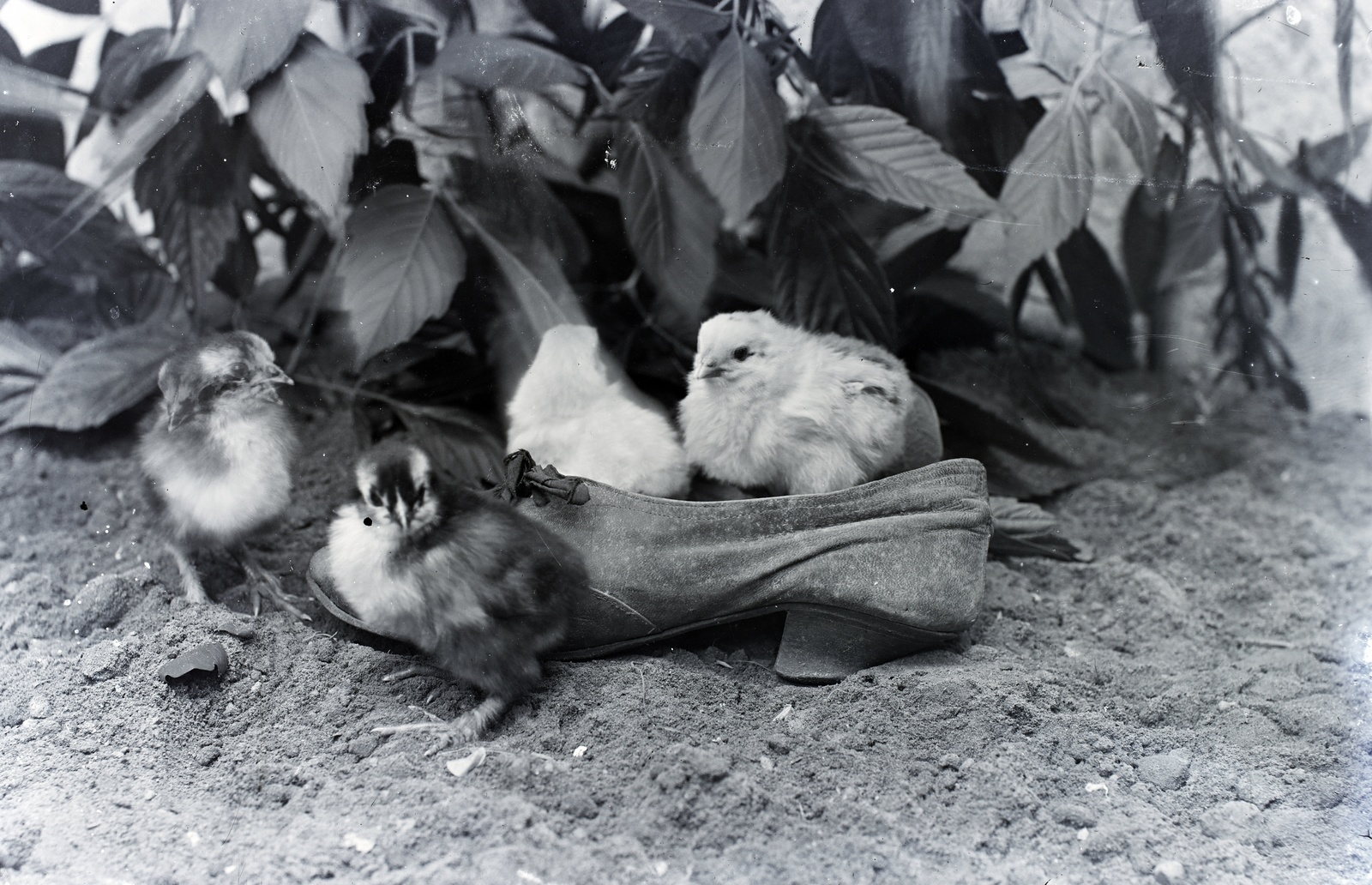 1917, Tóth Árpád, shoe, poultry, Fortepan #149423