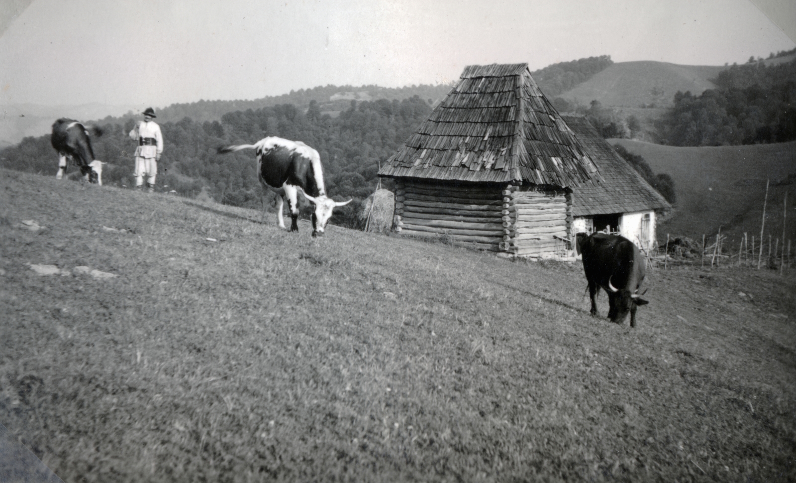 Romania,Transylvania, Târgu Lăpuș, 1940, Varga Csaba dr., cattle, Fortepan #151004