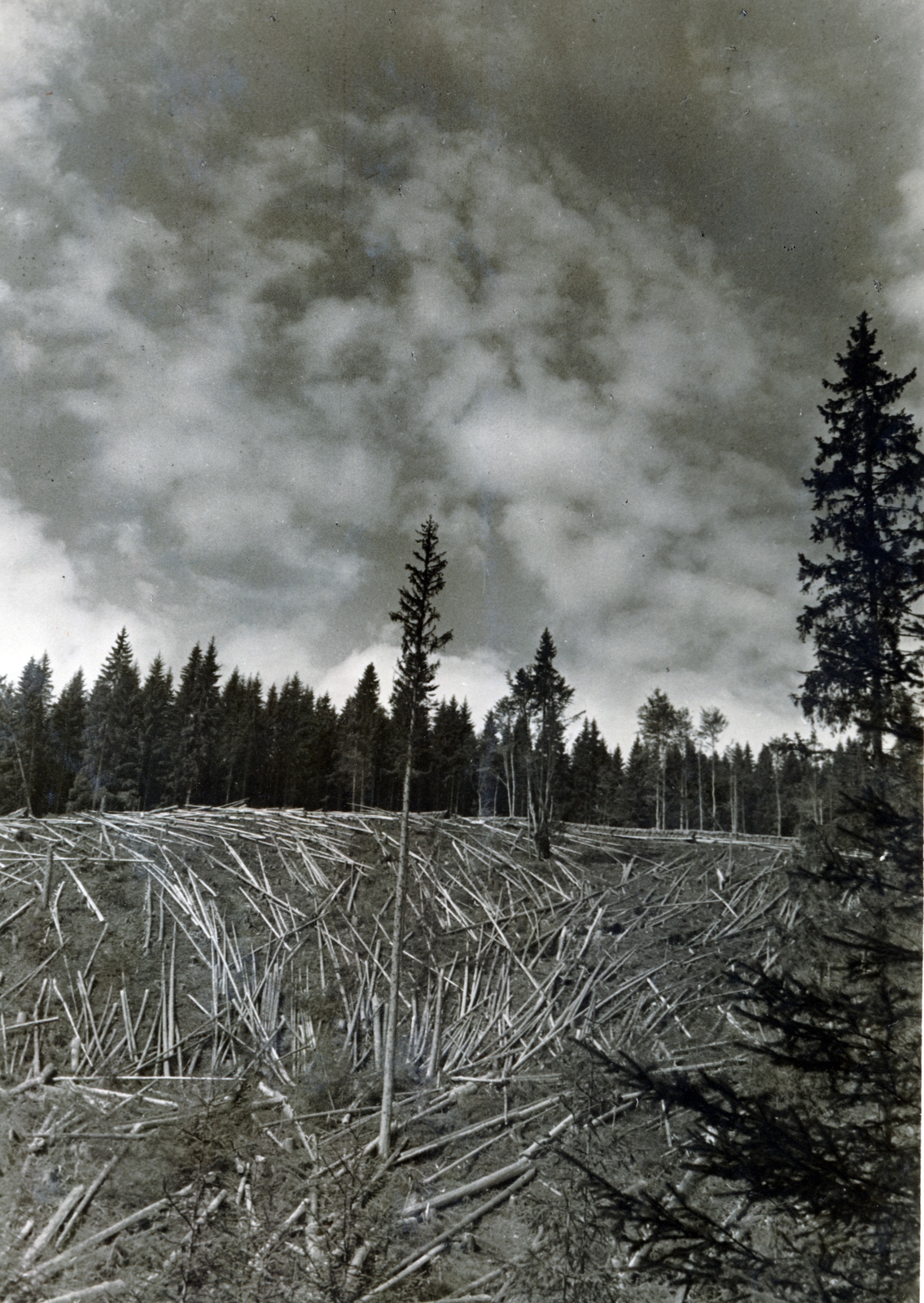 Románia,Erdély, 1943, Kőszegi Anna, erdő, felhő, erdőirtás, fenyőfa, Fortepan #151110