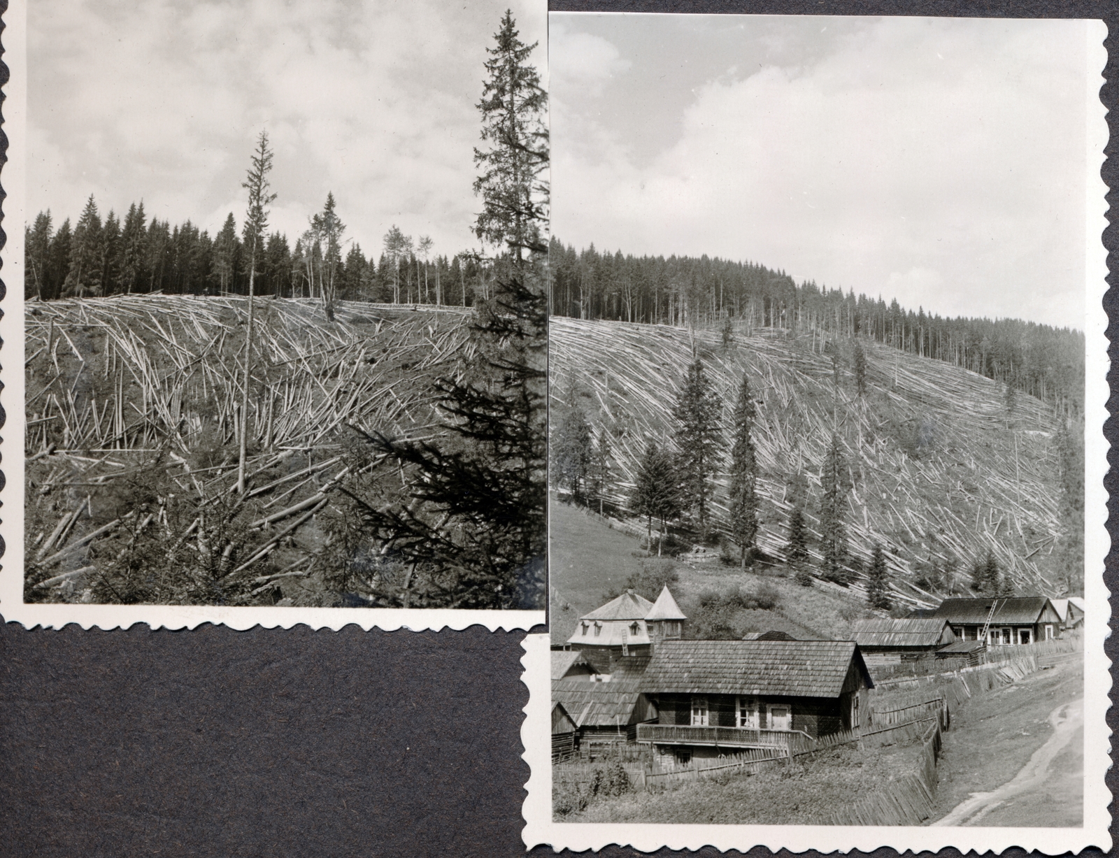 Romania,Transylvania, 1943, Kőszegi Anna, woods, Fortepan #151111