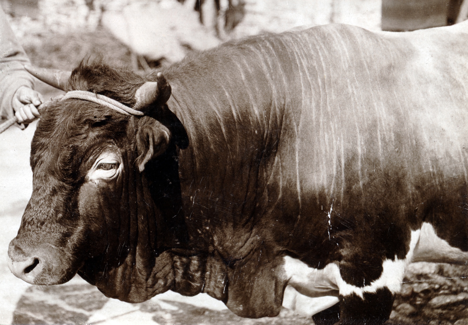 1915, Tarbay Júlia, cattle, bull, Fortepan #151740