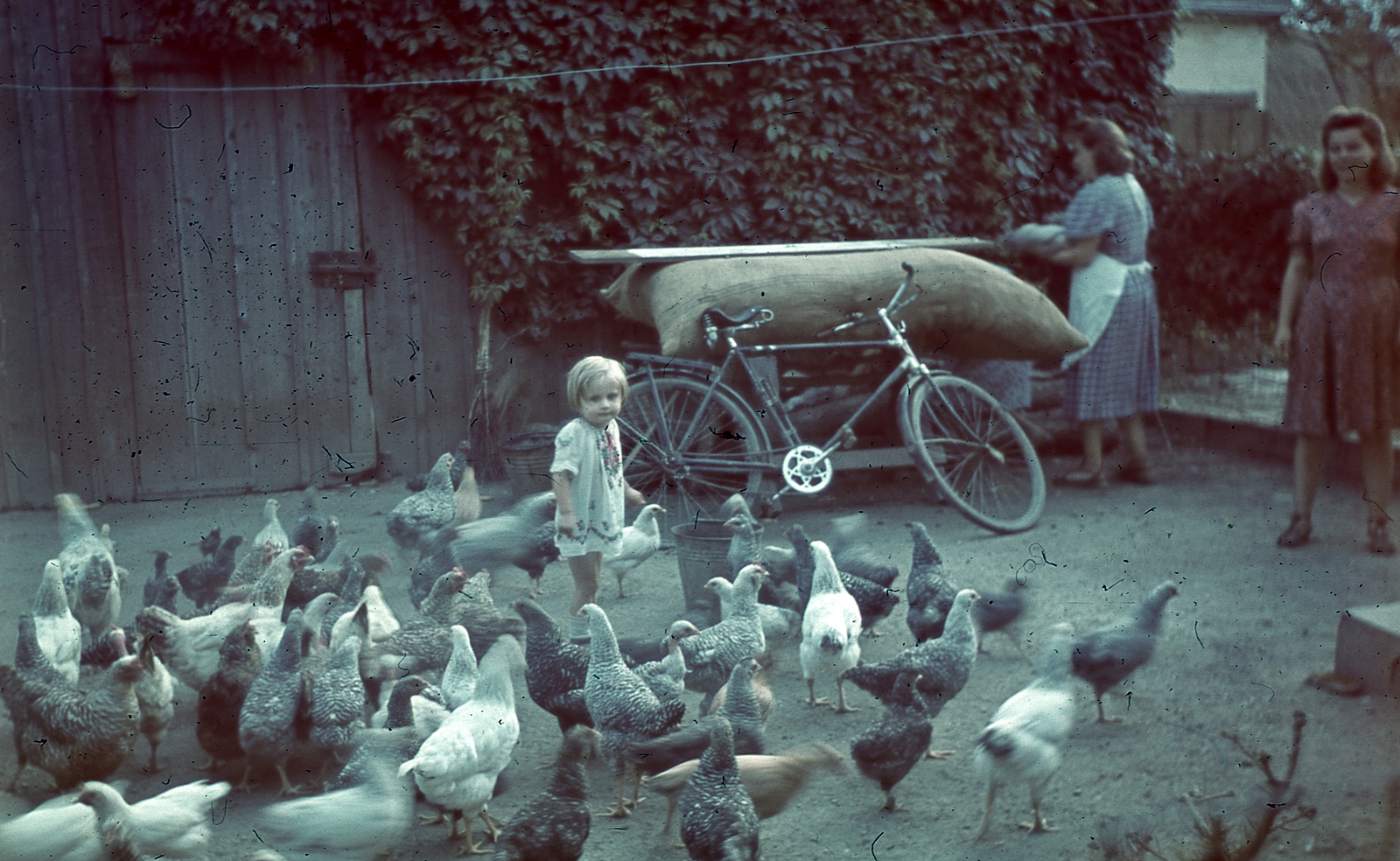 1940, Miklós Lajos, bicycle, colorful, yard, poultry, Best of, sack, Fortepan #152893