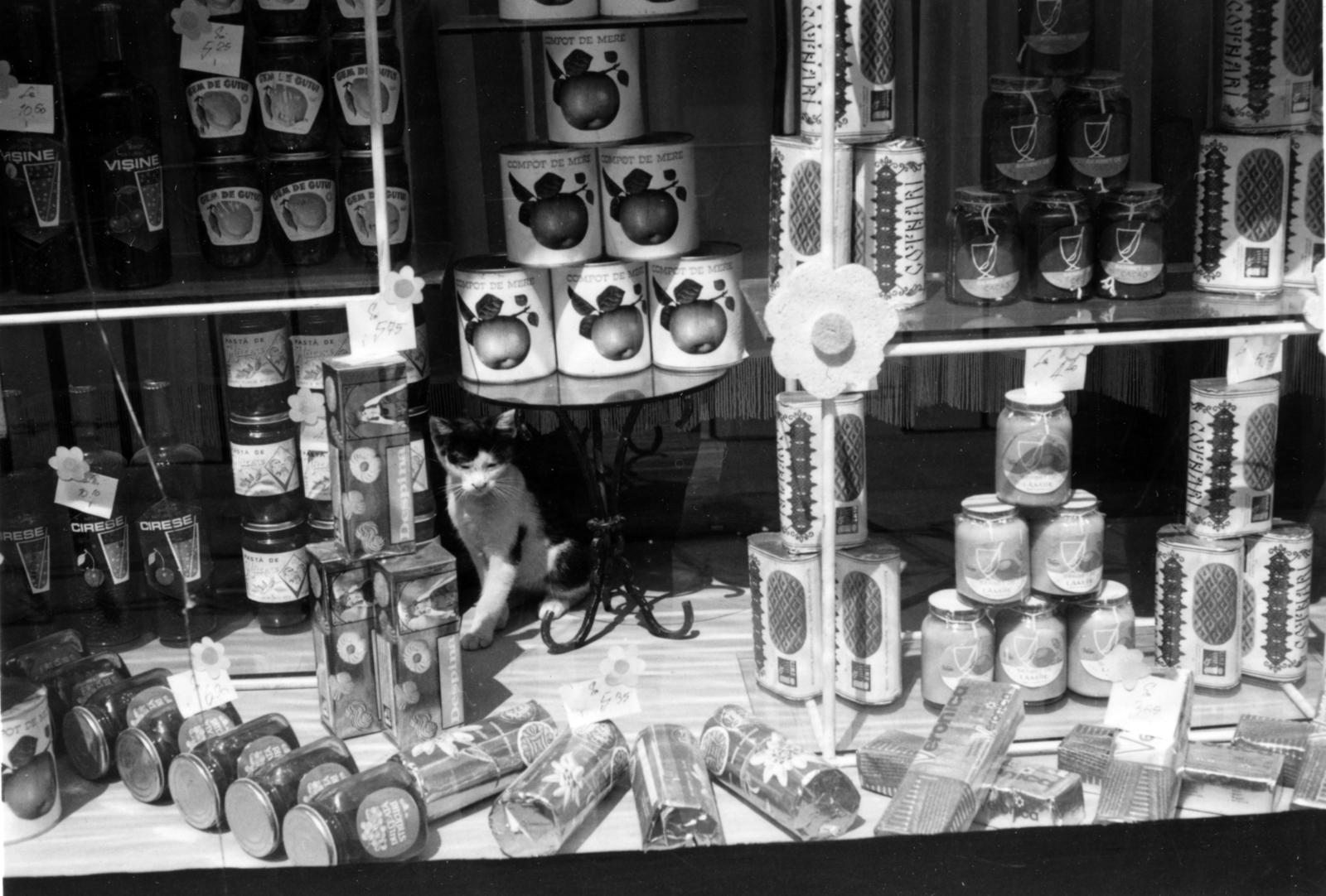 1972, Müller család, kirakat, macska, konzerv, Fortepan #153116