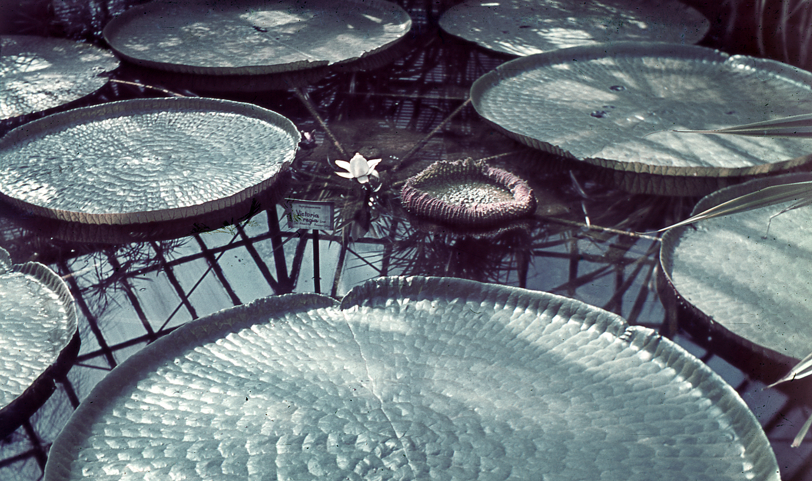 Hungary, Budapest VIII., Füvészkert, Viktória-ház, virágzó amazóniai tündérrózsák., 1940, Miklós Lajos, water lily, Budapest, Fortepan #153304