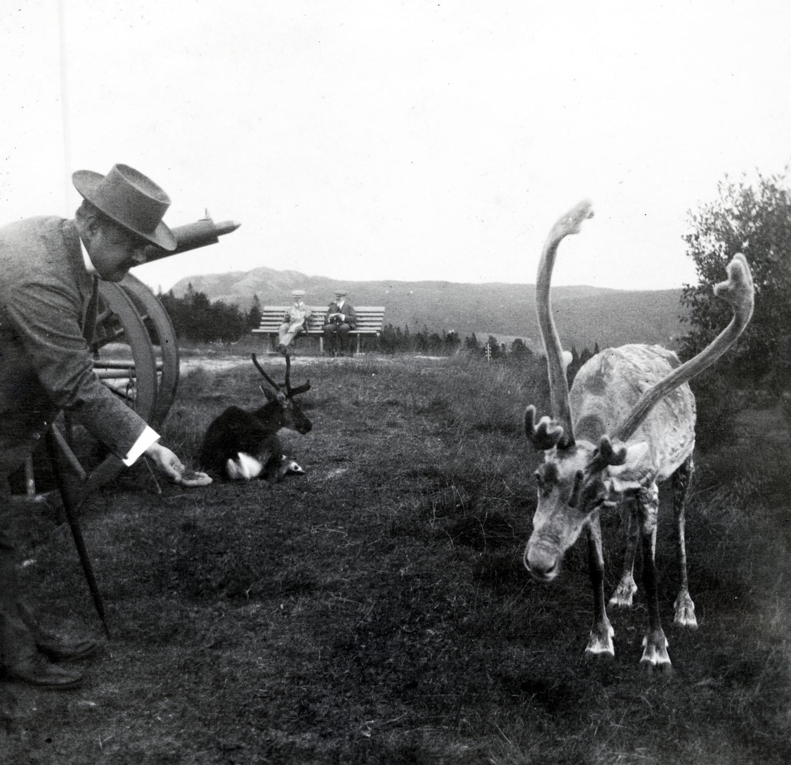 1914, Szesztay család, reindeer, Fortepan #154160