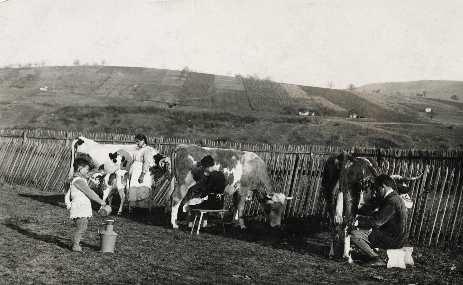 1930, Friedmann Ágnes, cattle, milking, Fortepan #154250