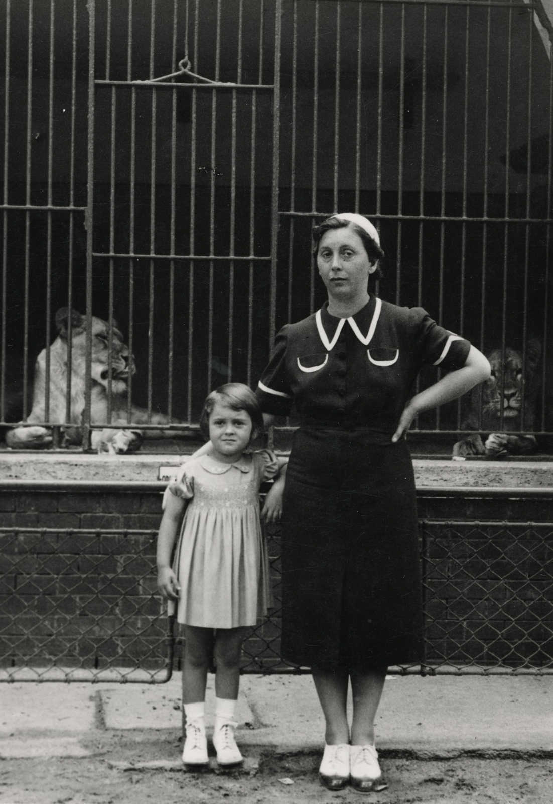 Hungary, Zoo, Budapest XIV., oroszlánház., 1938, Mezey Ferenc, lion, Budapest, Fortepan #154287