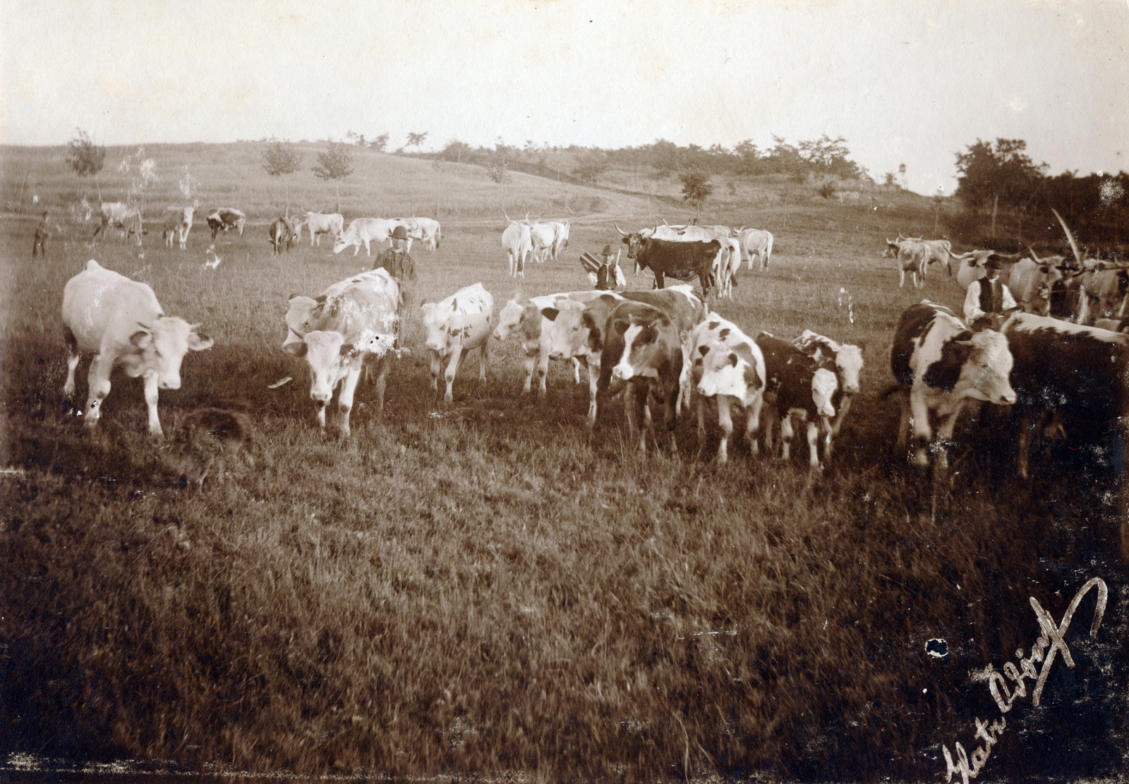1913, Glatz Ödön, szarvasmarha, mezőgazdaság, csorda, Fortepan #156508