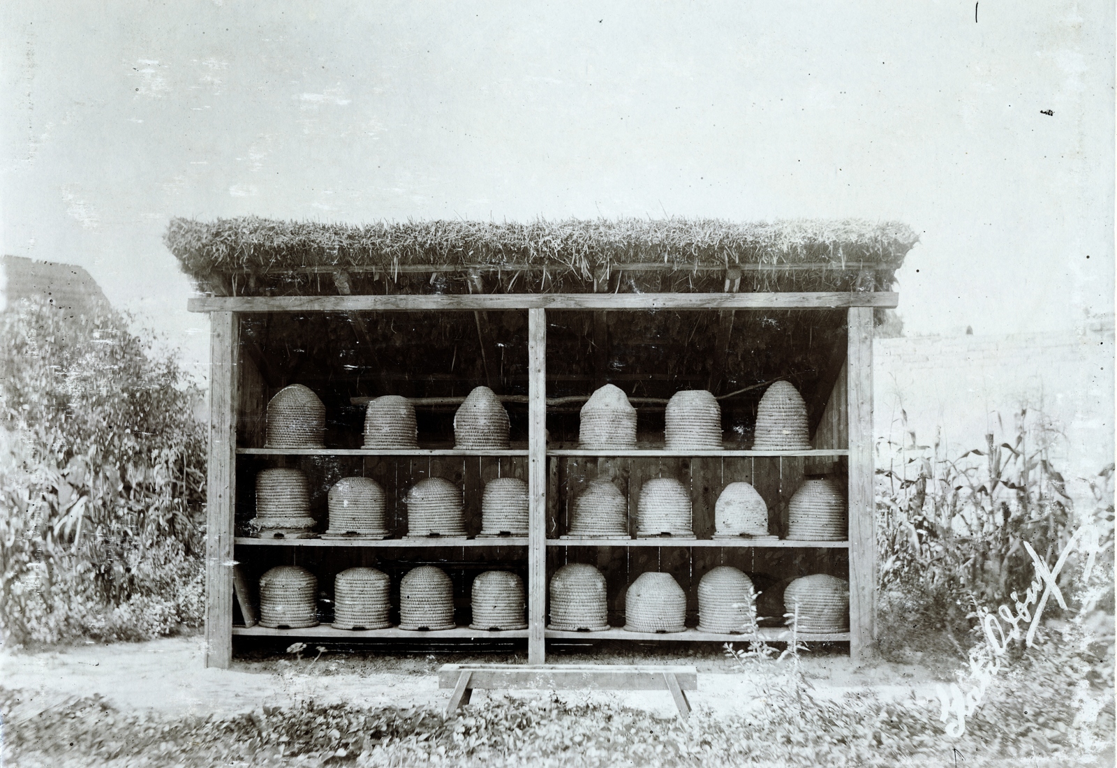1913, Glatz Ödön, mezőgazdaság, nádtető, méhészet, kaptár, Fortepan #156522