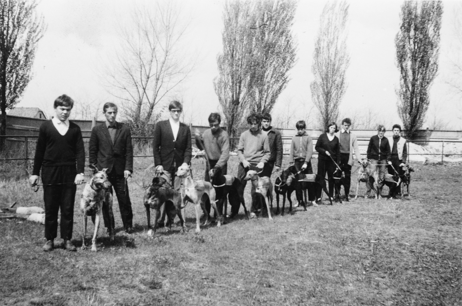 1970, Ember Csaba, dog, greyhound, Fortepan #156744