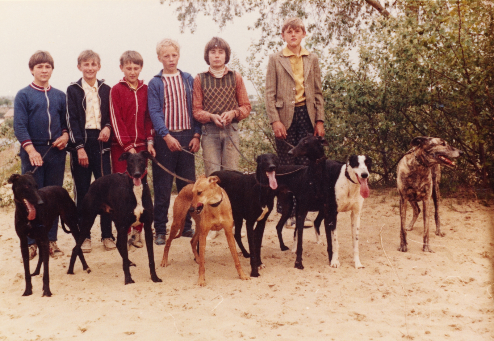 1975, Ember Csaba, dog, greyhound, colorful, Fortepan #156751