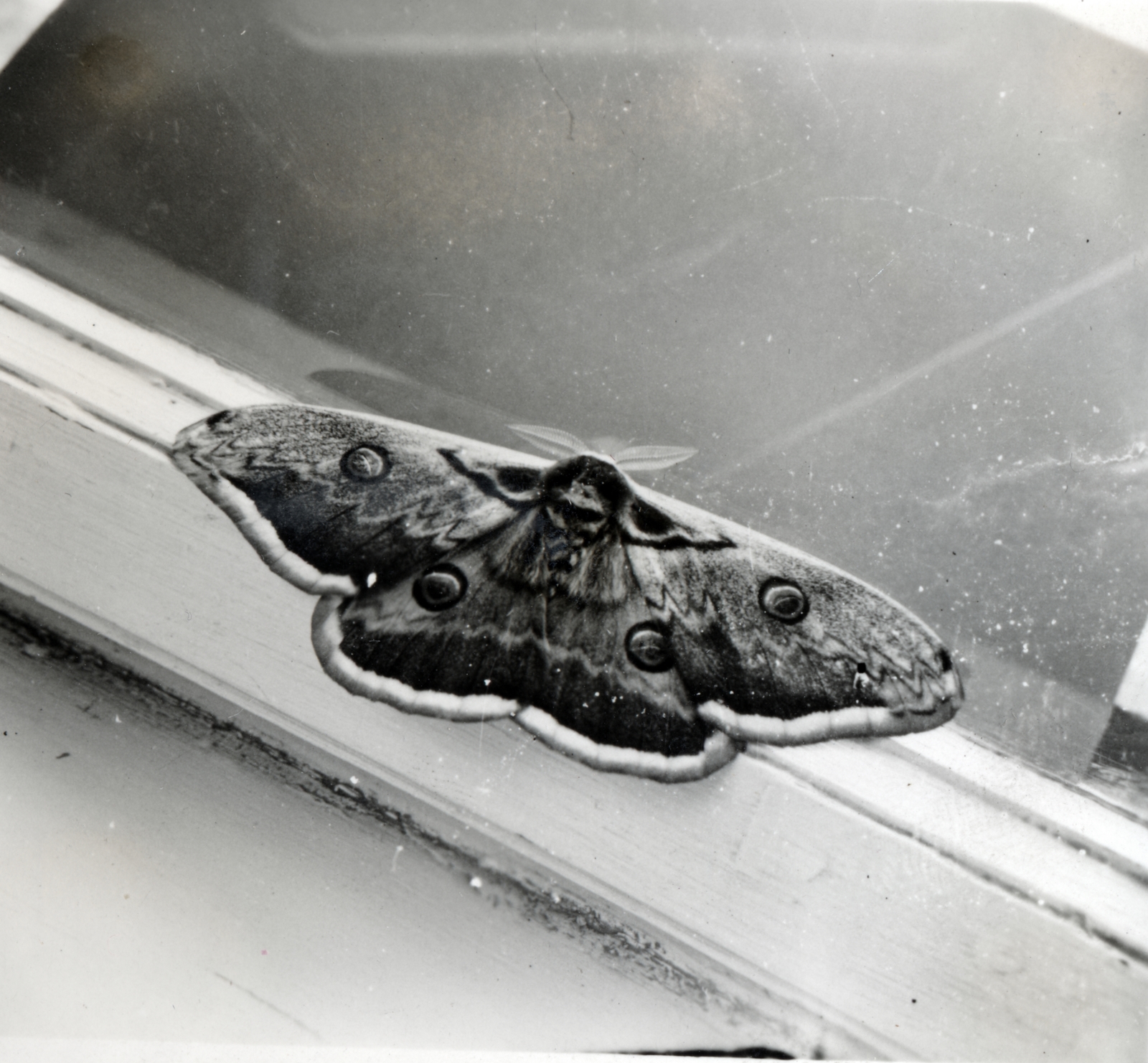 1942, Kinszki Imre, butterfly , Fortepan #156878