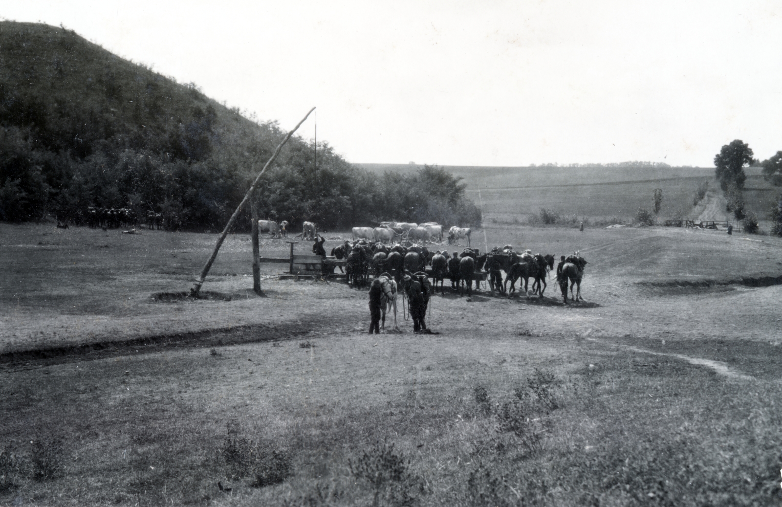 1929, Boda Balázs, military, cattle, horse, shadoof, Fortepan #160305