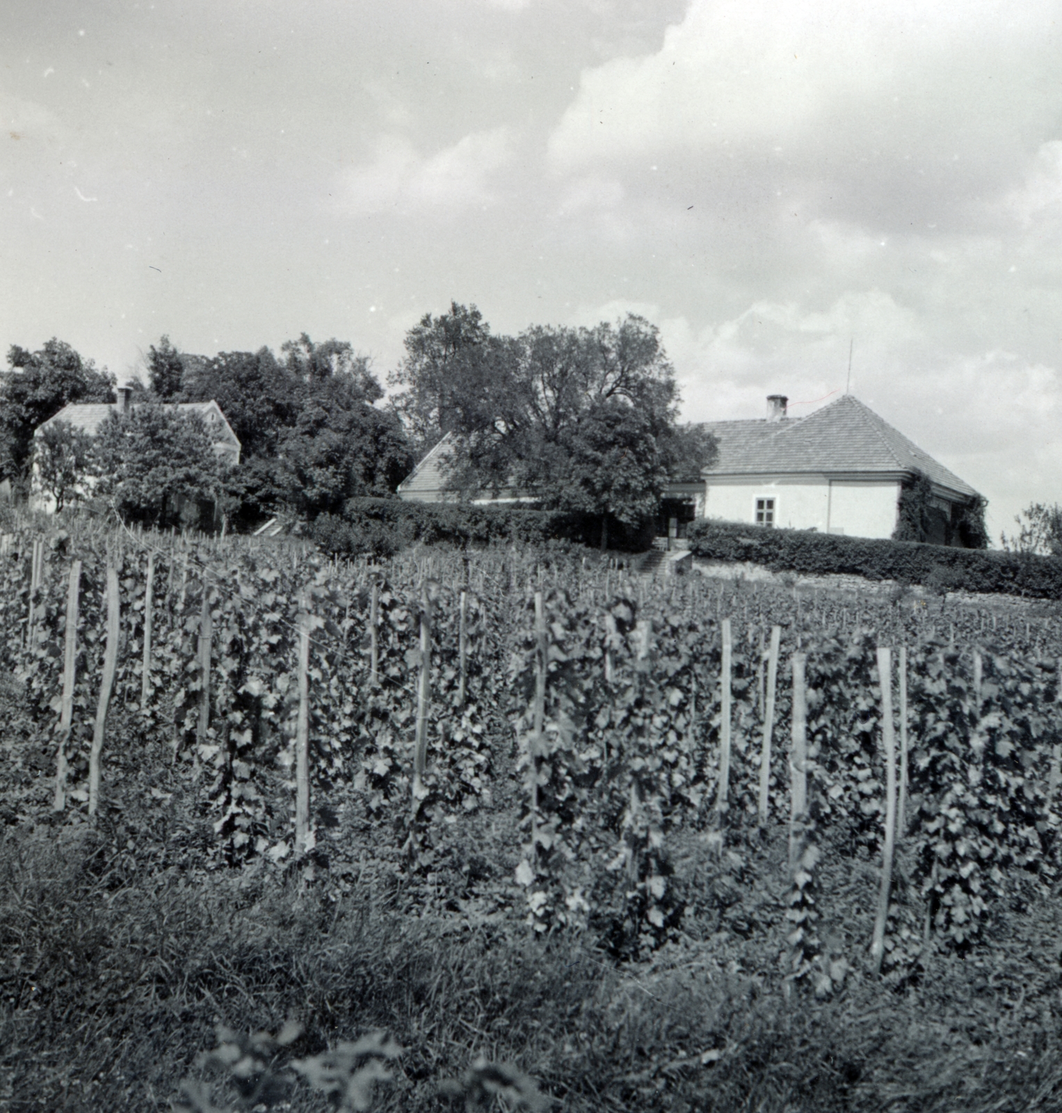 Hungary,Lake Balaton, Paloznak, Venyige utca, kúria és vincellérház, később Boda-Ponori Thewrewk nyaraló., 1938, Boda Balázs, vine, Fortepan #160446