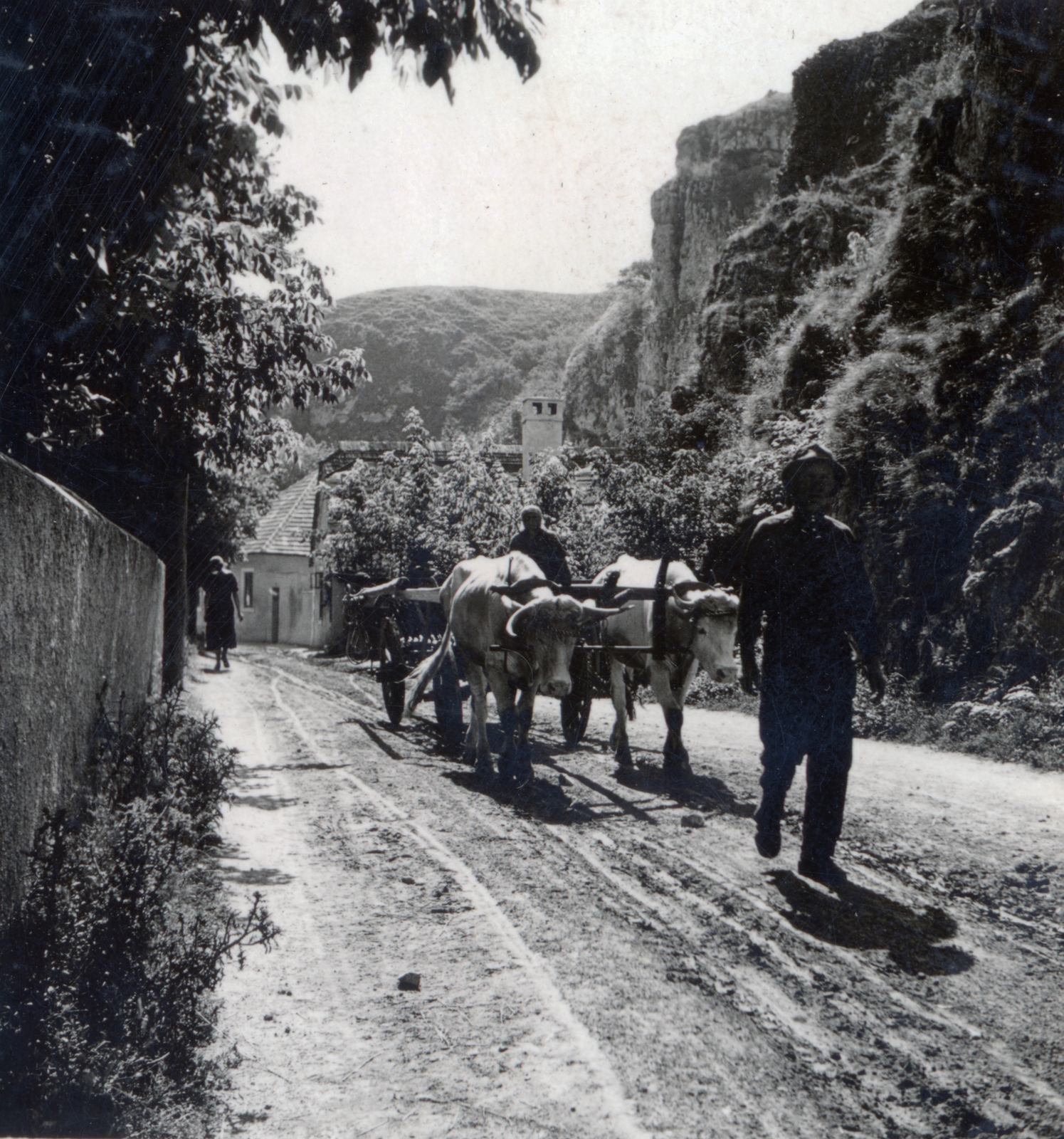 1938, Boda Balázs, coach, cattle, Fortepan #160460