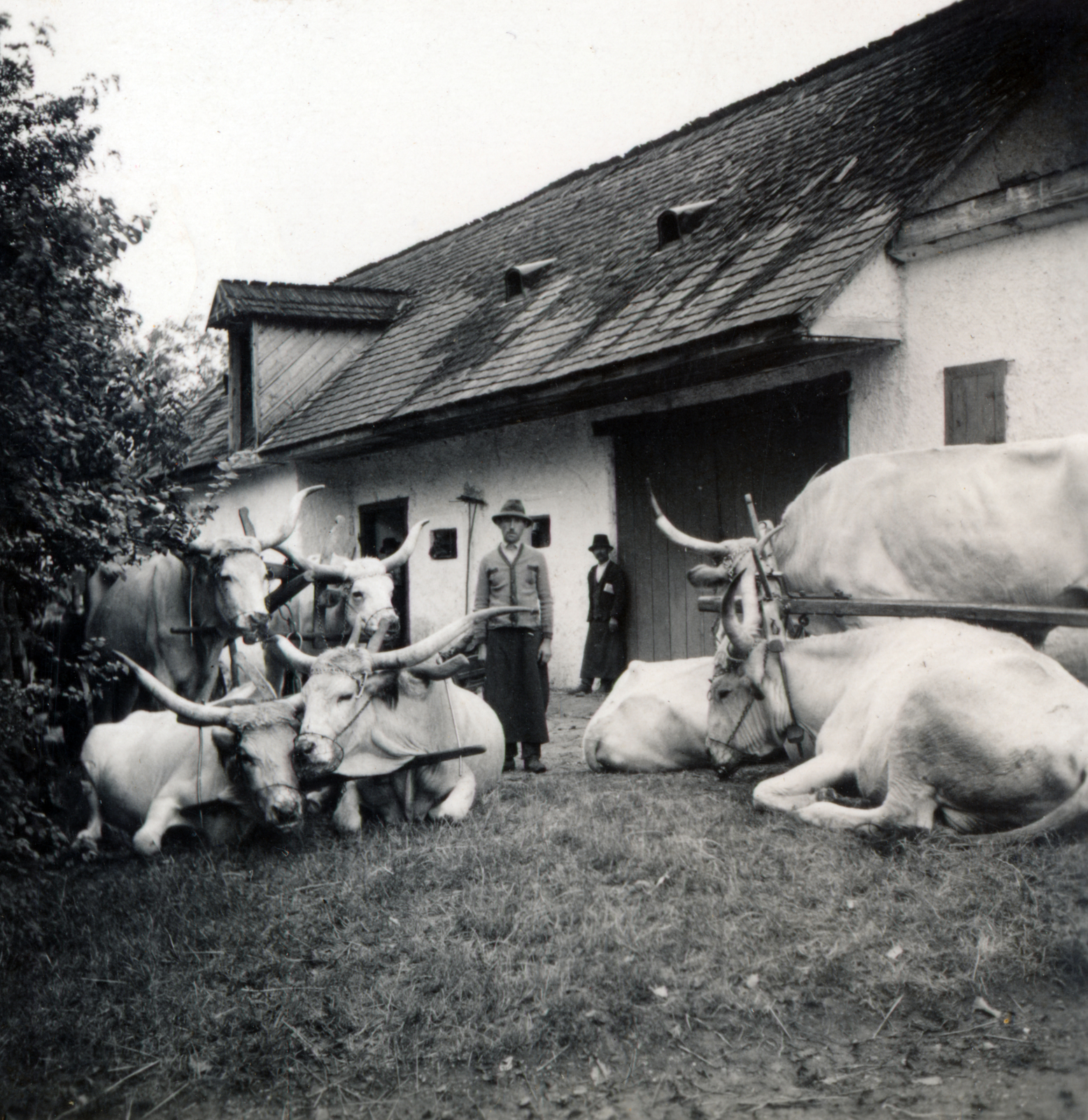 1939, Boda Balázs, relaxation, cattle, Fortepan #160629