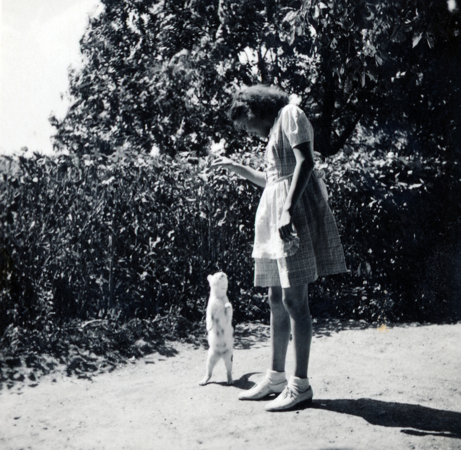 Hungary,Lake Balaton, Paloznak, Pongrácz-kastély., 1942, Boda Balázs, cat, animal trainer, Fortepan #160675