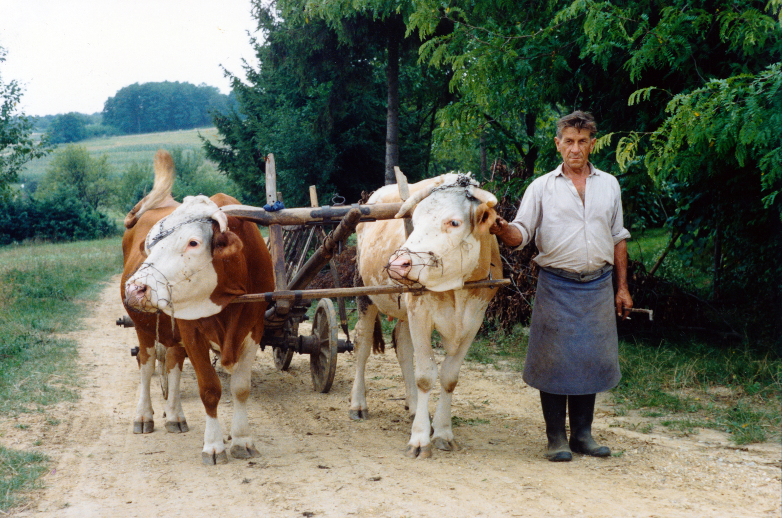 1980, Korda Judit, village, colorful, cattle, man, hackery, Fortepan #161660