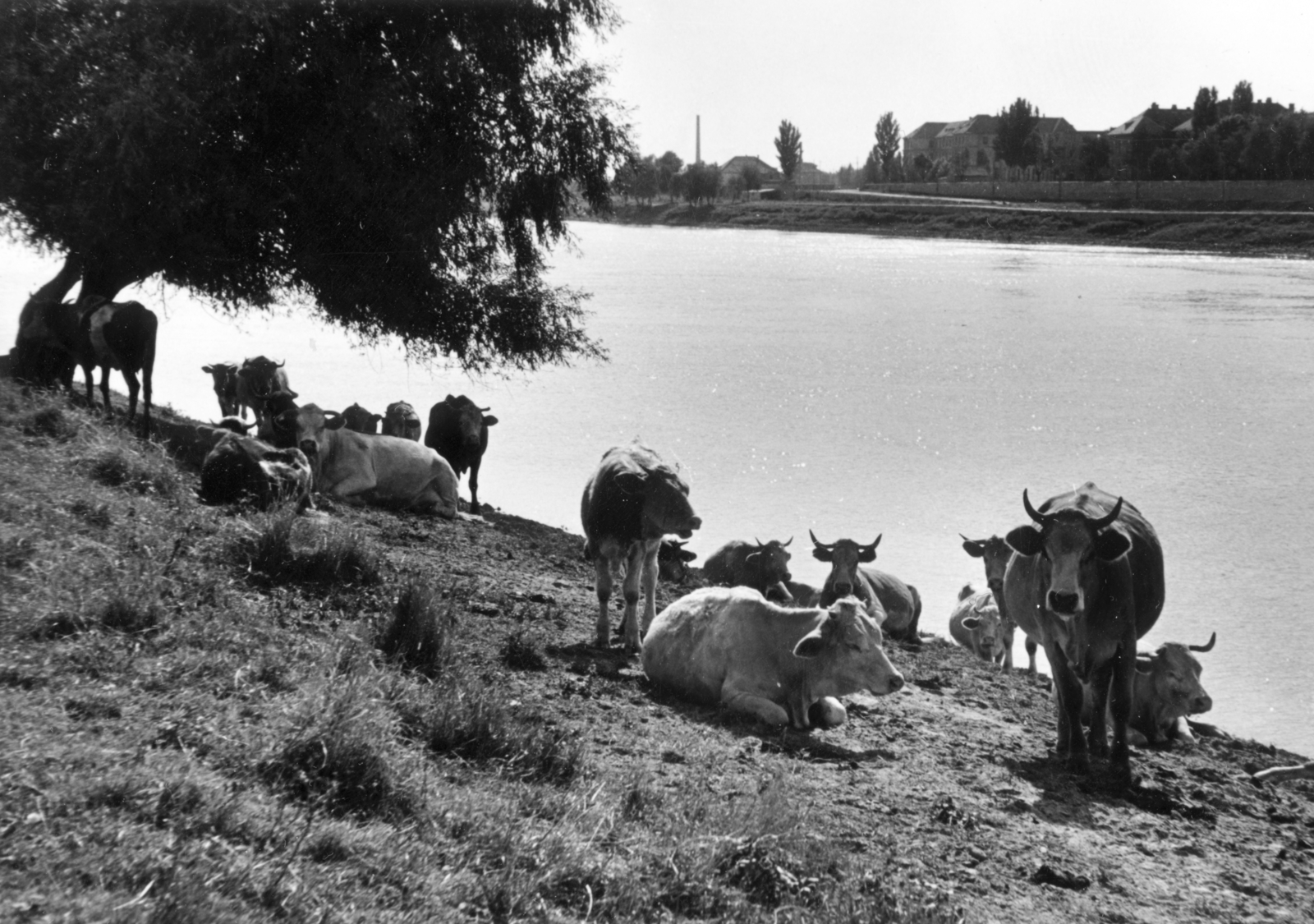 Hungary, Szeged, Újszegedi Tisza-part, a túlparton a Tisza Lajos (Lenin) körút - Korányi Sándor fasor találkozásánál az Orvostudományi Egyetem épületei., 1955, Buvári Ágnes, shore, cattle, relaxation, Fortepan #162143