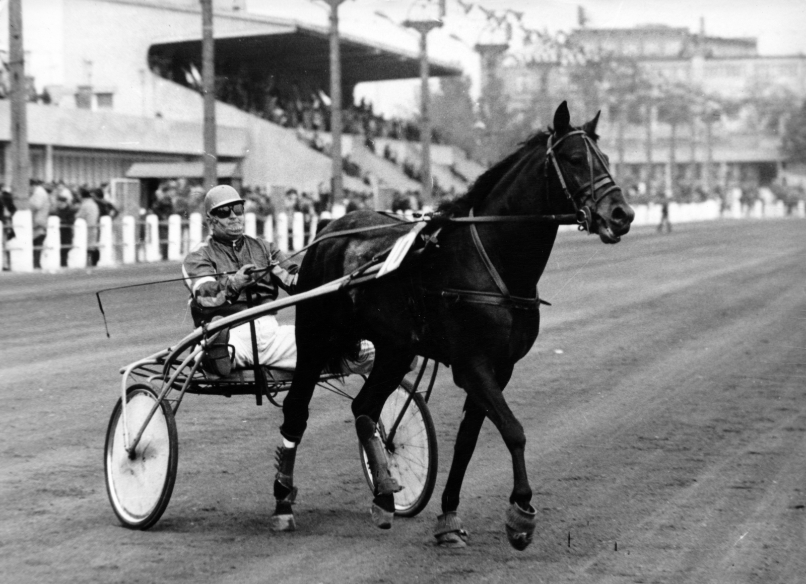 Hungary, Budapest VIII., Kerepesi úti Ügetőpálya, háttérben a III. helyi tribün., 1981, Kopátsy Sándor, horse, horse race, Budapest, harness racing, Fortepan #163419