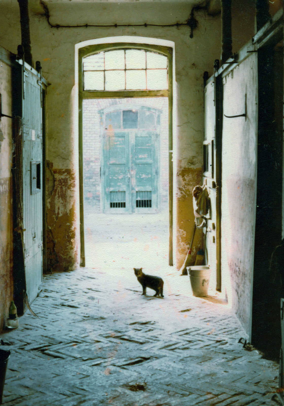 1986, Kopátsy Sándor, cat, colorful, Fortepan #163485