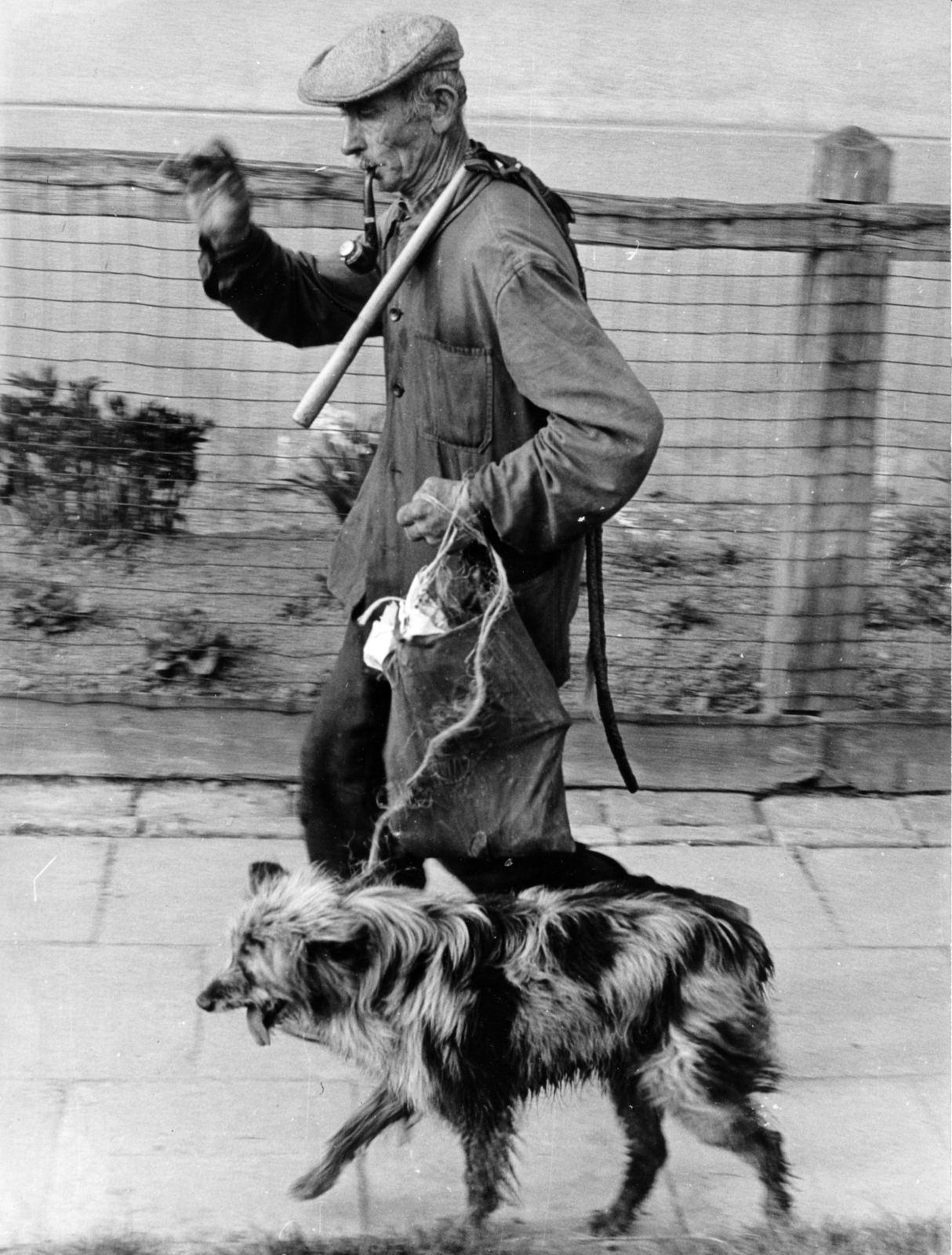 1966, Herpay Gábor, dog, walking the dog, Fortepan #164991